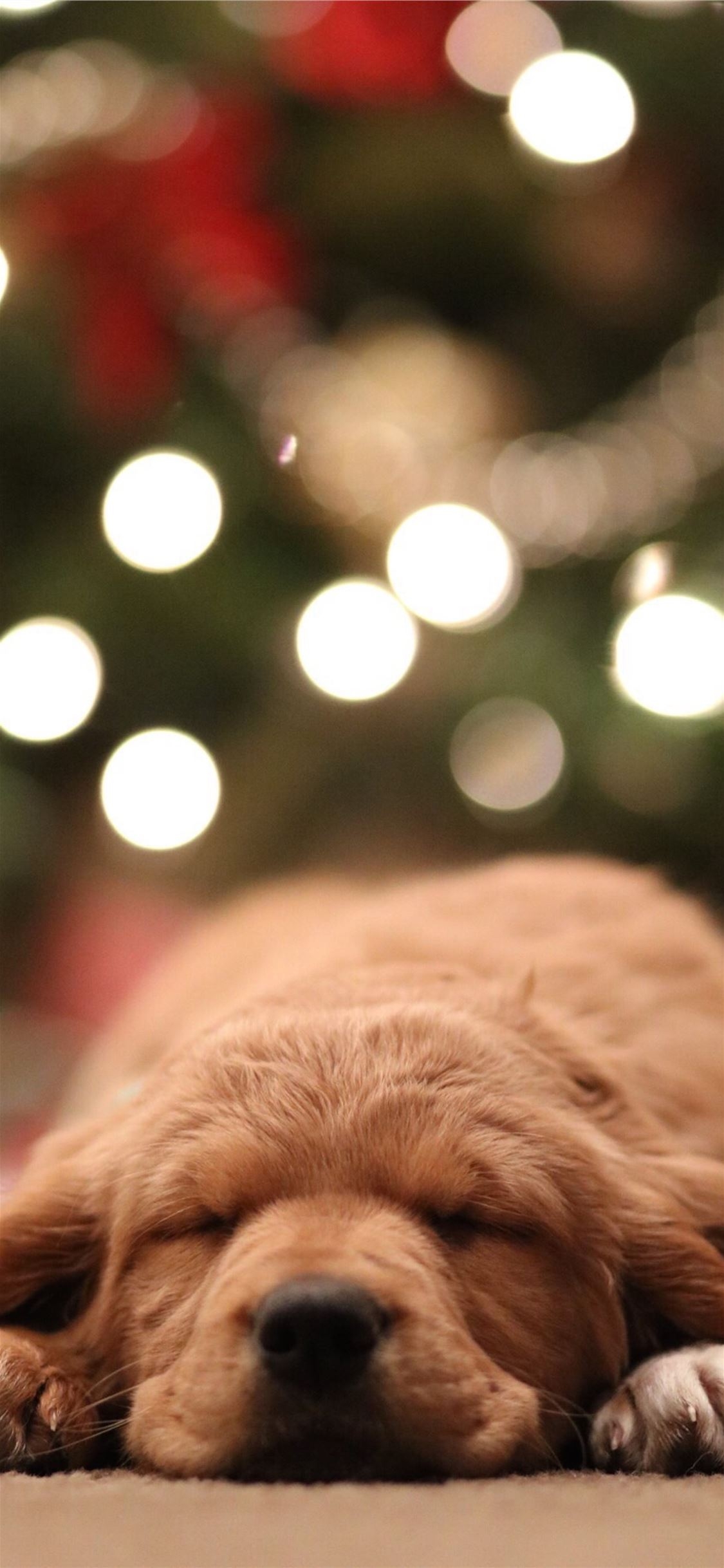 1130x2440 golden retriever puppy bokeh photography iPhone 11 Wallpaper Free Download, Phone