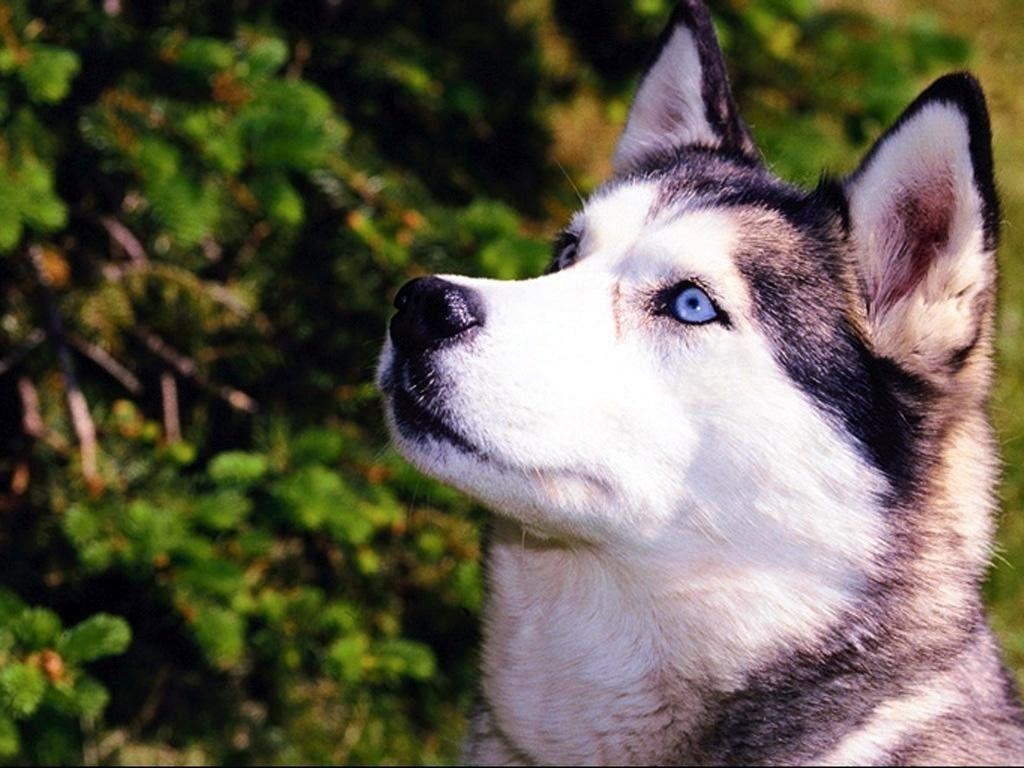 1030x770 Siberian Husky Wallpaper 32 Background HD, Desktop