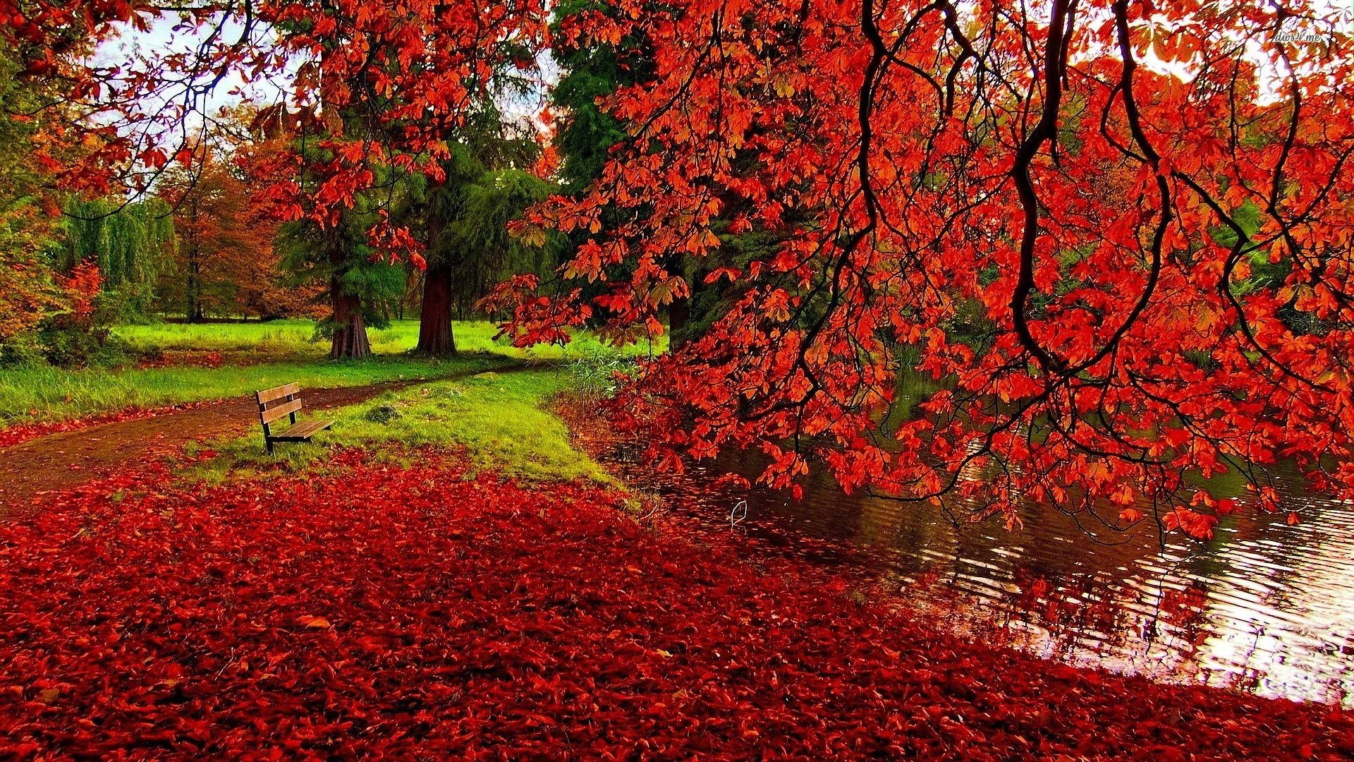 1920x1080 Fallen red leaves wallpaper wallpaper - #, Desktop