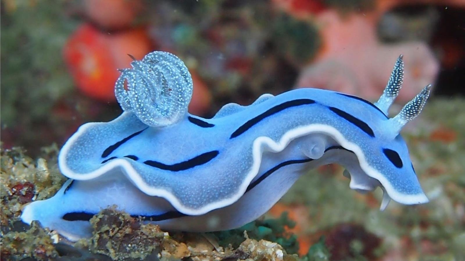 1600x900 Sea Slug HD Wallpaper and Background, Desktop