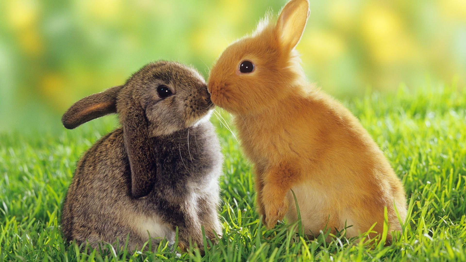 1920x1080 Cute Rabbit HD wallpaper, Desktop