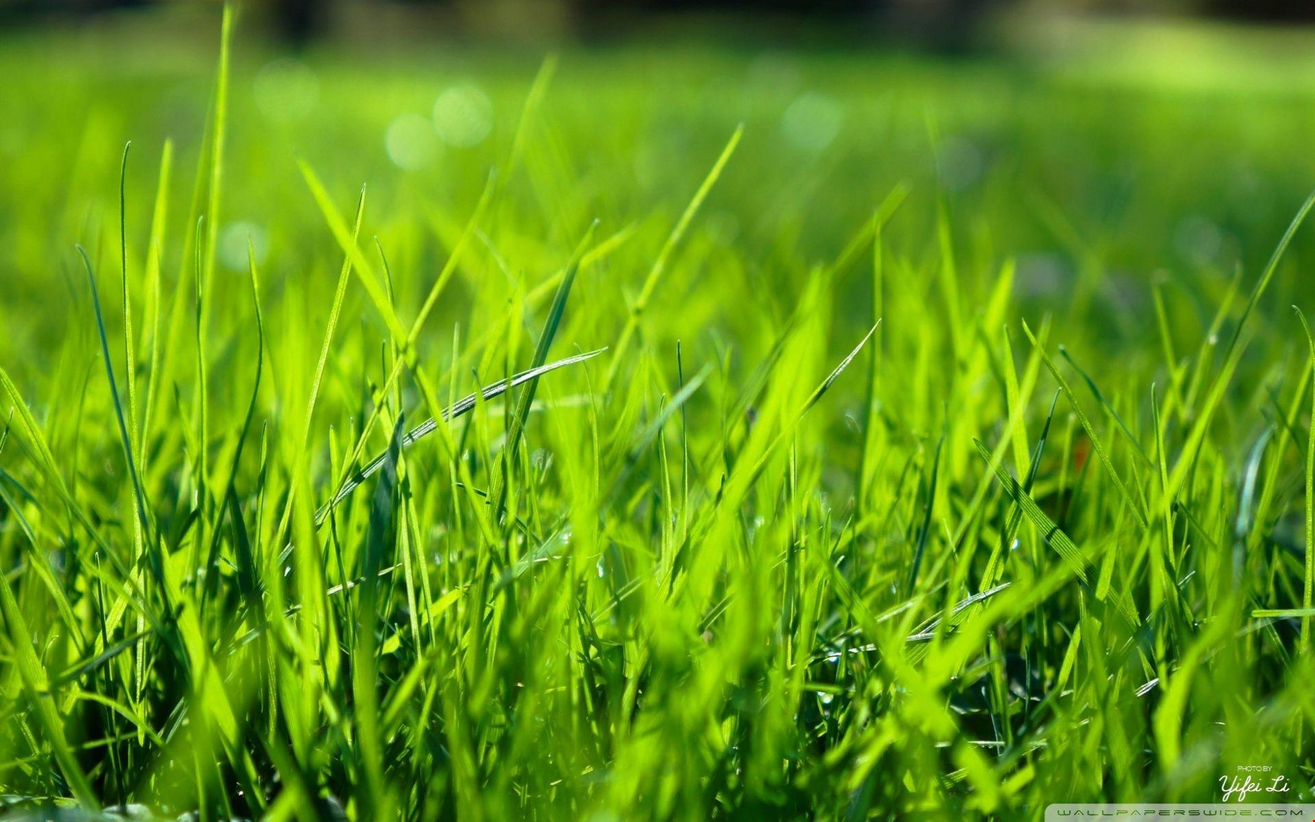 1920x1200 1k Morning Grass Background. HD Wallpaper 5k, Desktop