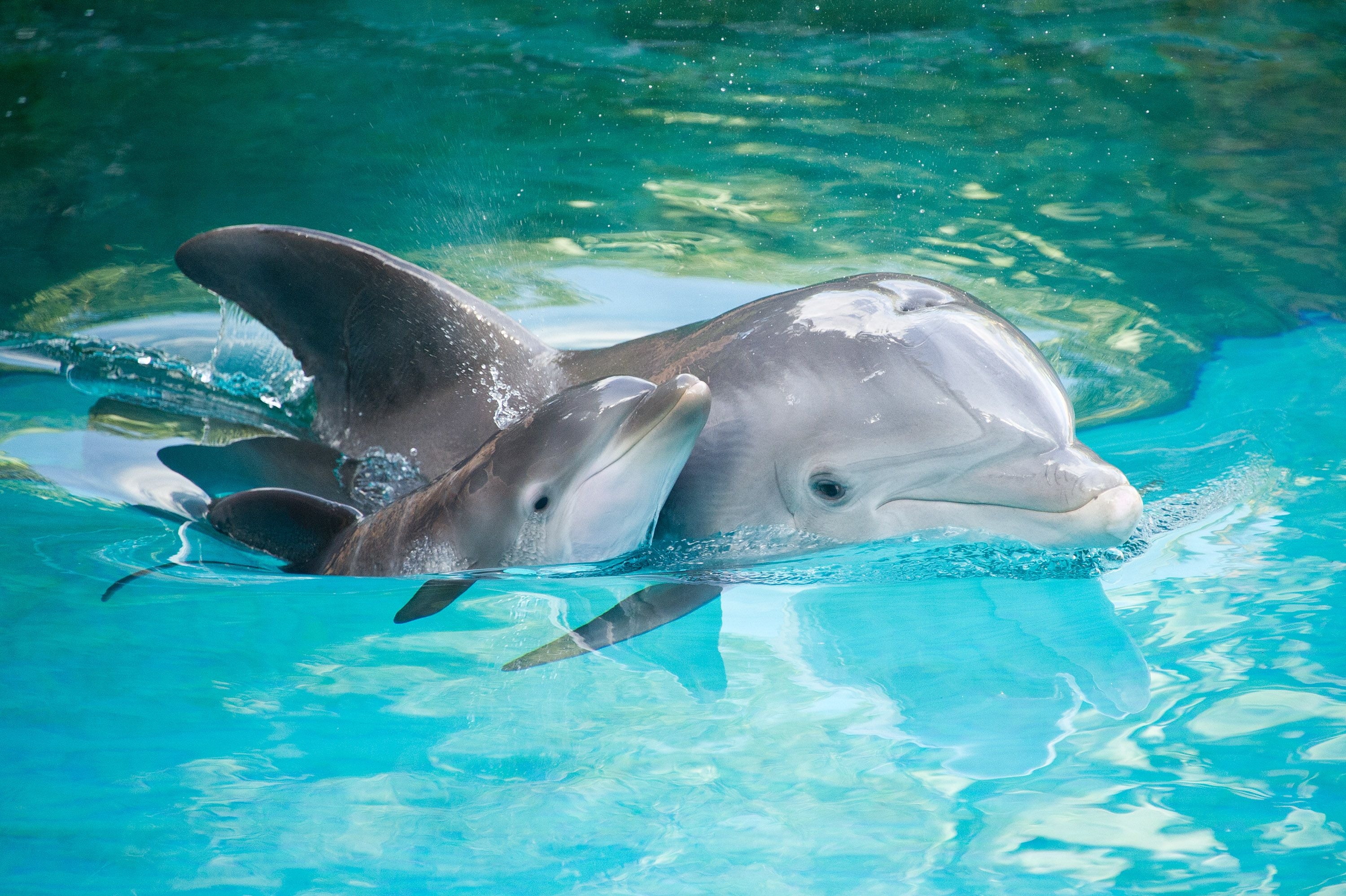 3000x2000 Baby Dolphin Wallpaper Free Baby Dolphin Background, Desktop