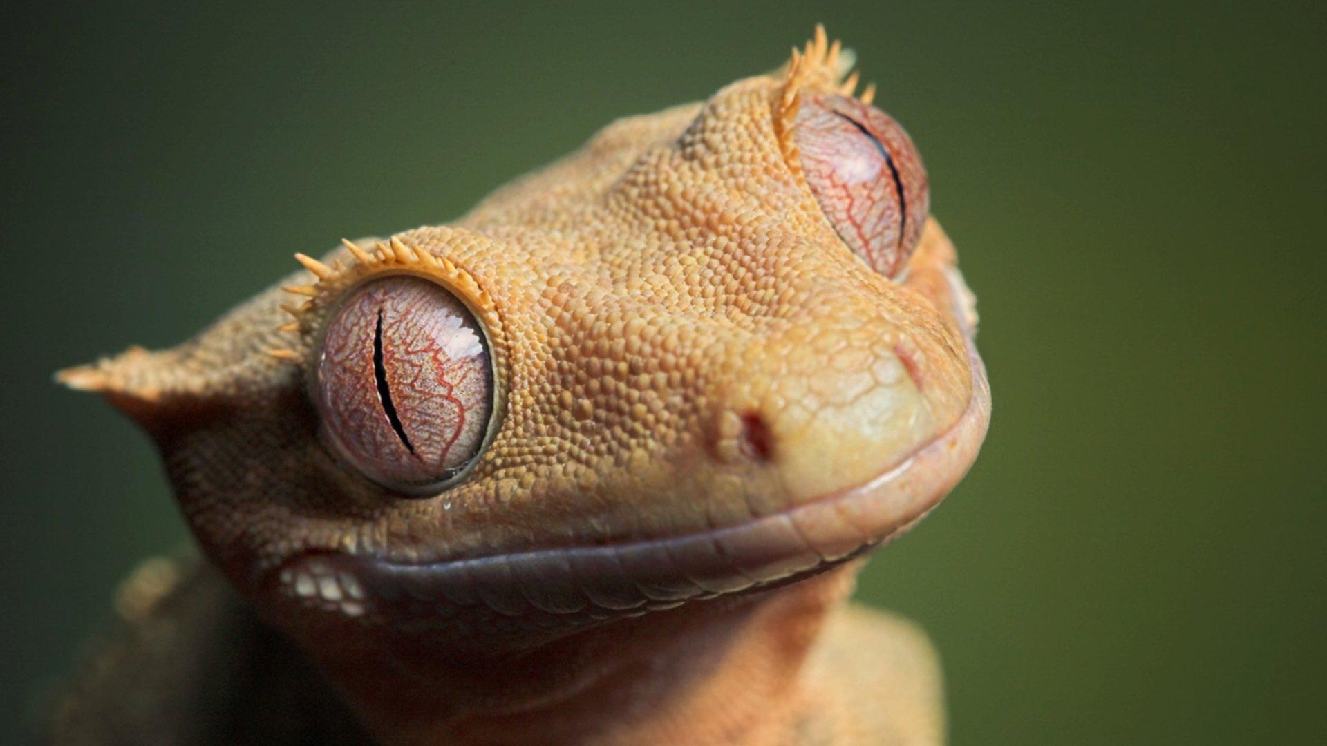 1920x1080 Gecko HD Wallpaper FullHDWpp HD Wallpaper, Desktop