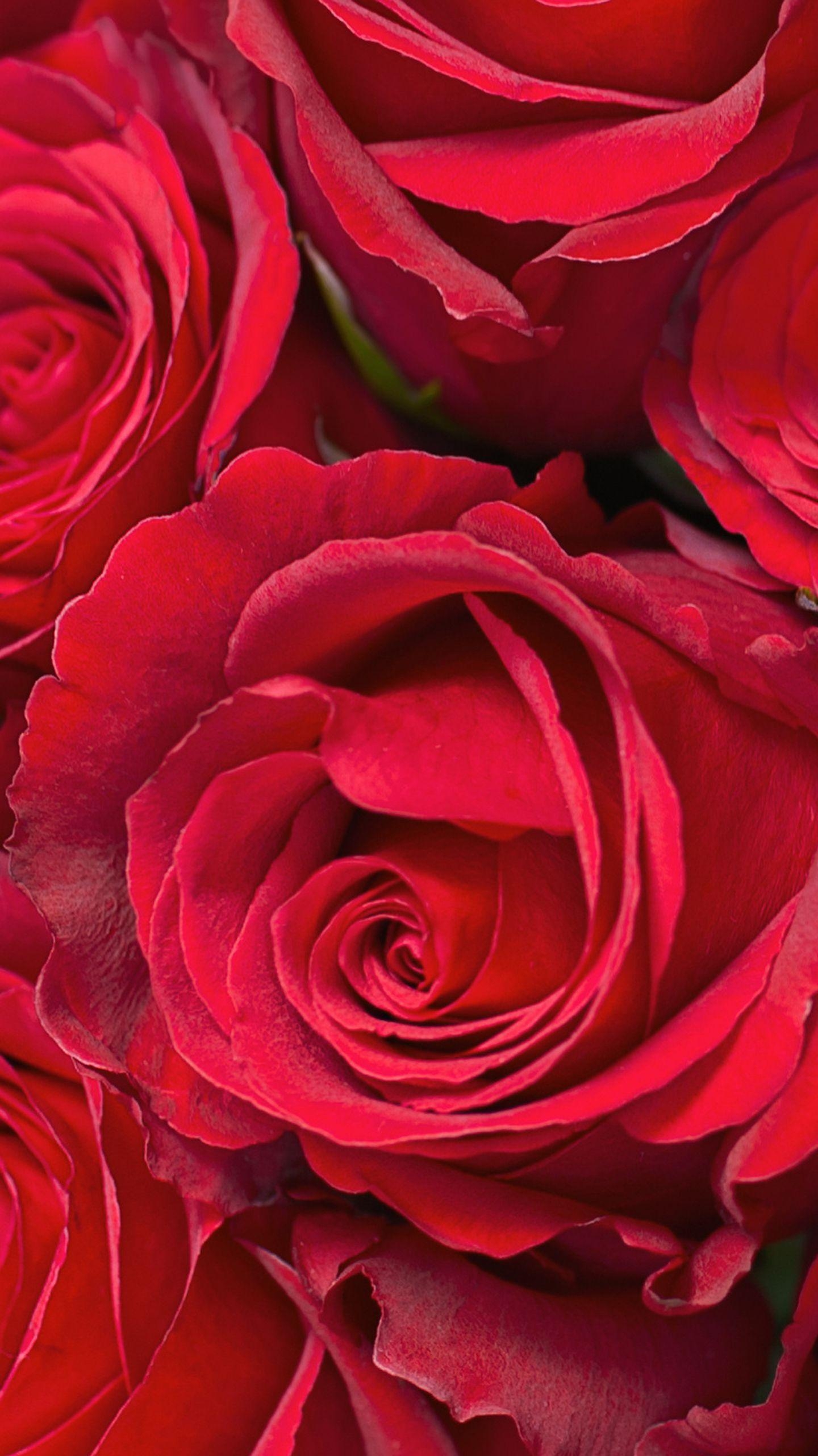 1440x2560 Samsung Galaxy S7 Red Roses Wallpaper, Phone