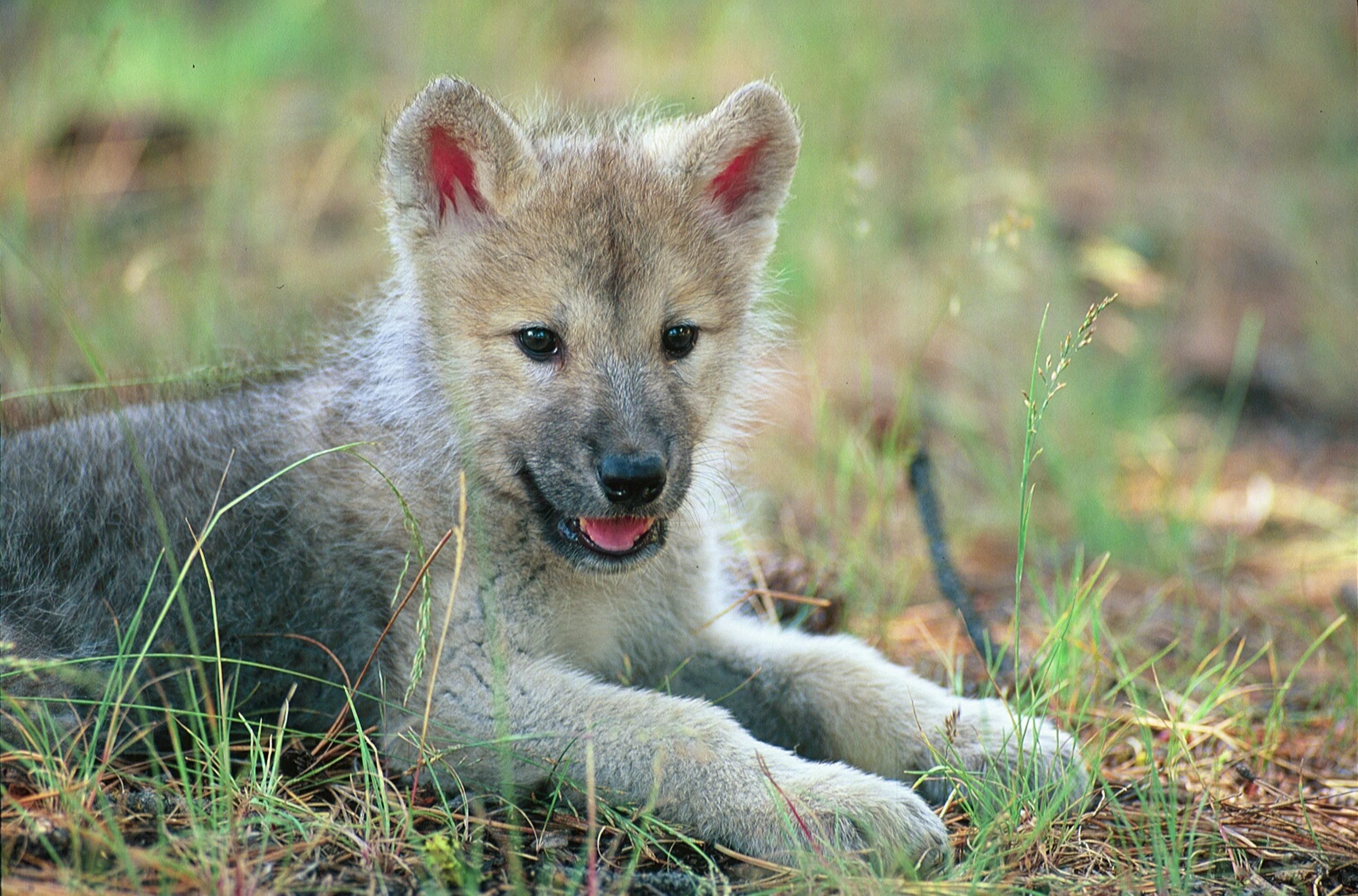 3000x1980 Beautiful Baby Arctic Wolves, Desktop