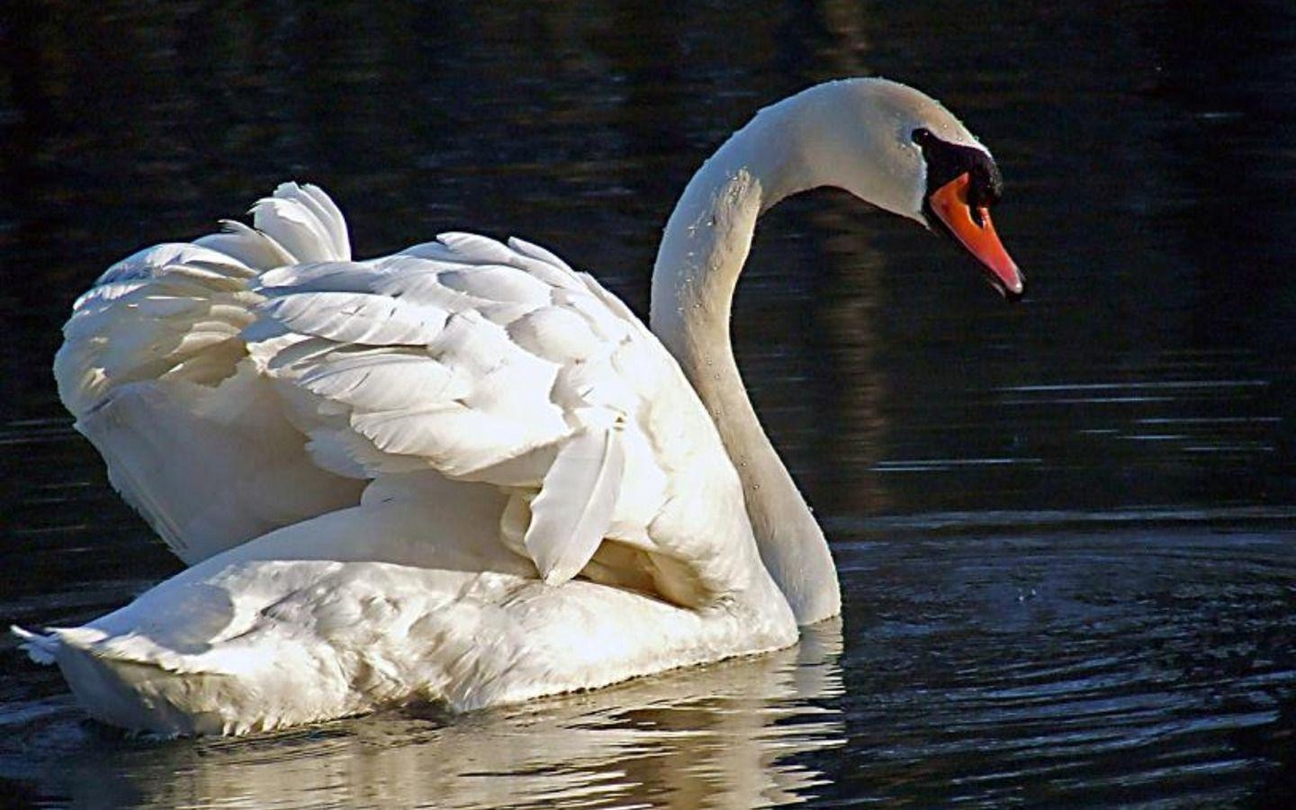 1440x900 Swan Wallpaper photo and wallpaper. All Swan Wallpaper picture, Desktop