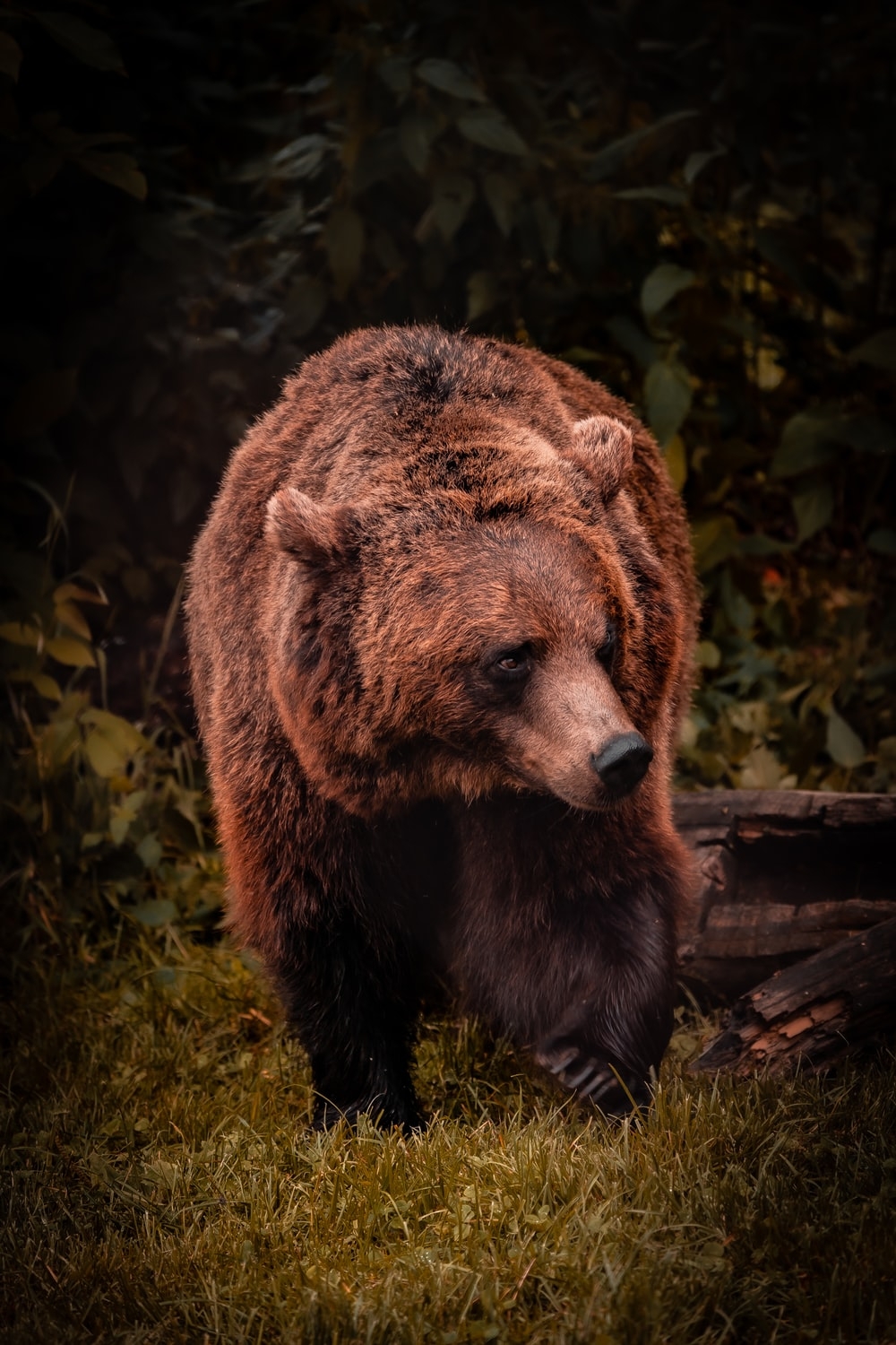 1000x1500 Bear Picture [HD]. Download Free Image, Phone