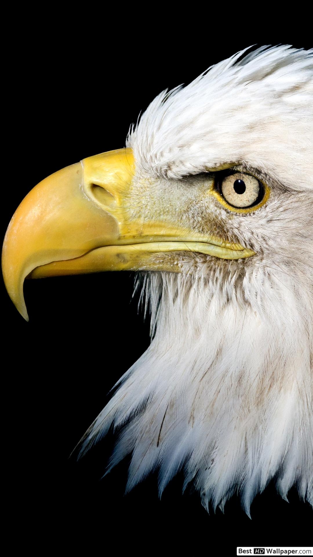 1080x1920 Fierce bald eagle HD wallpaper download, Phone