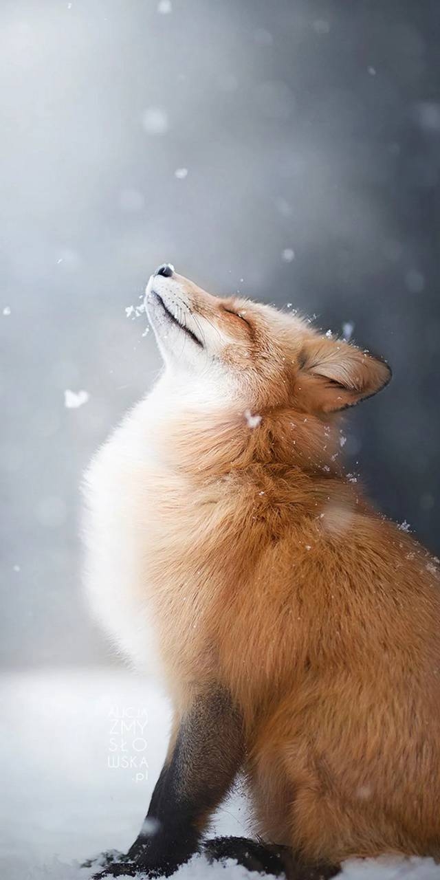 640x1280 Posting fox picture until I run out Day 21, Phone