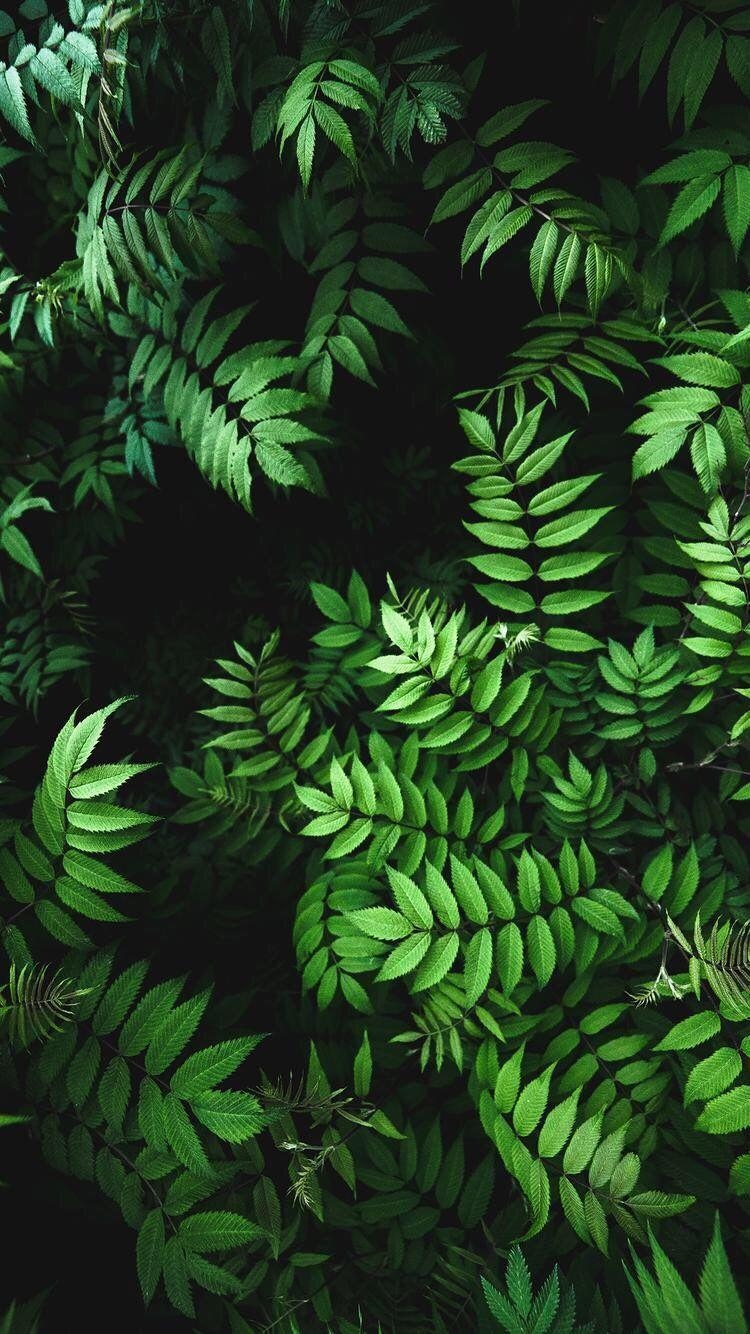 750x1340 iPhone and Android Wallpaper: Green Leaves Wallpaper for iPhone and Android. Green leaf wallpaper, Plant wallpaper, Fern wallpaper, Phone