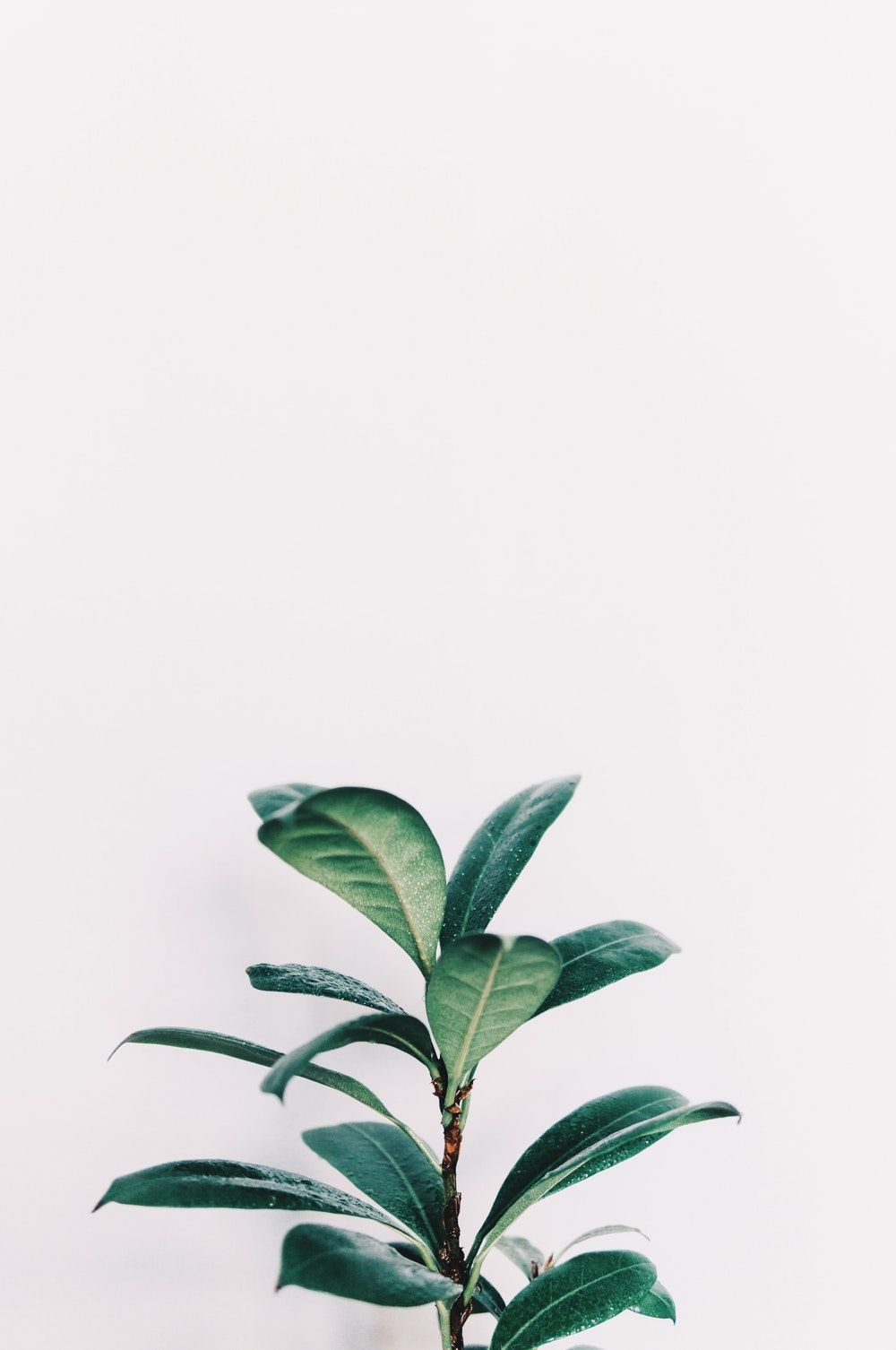 1000x1510 Plant Aesthetic Laptop Wallpaper Free Plant Aesthetic, Phone