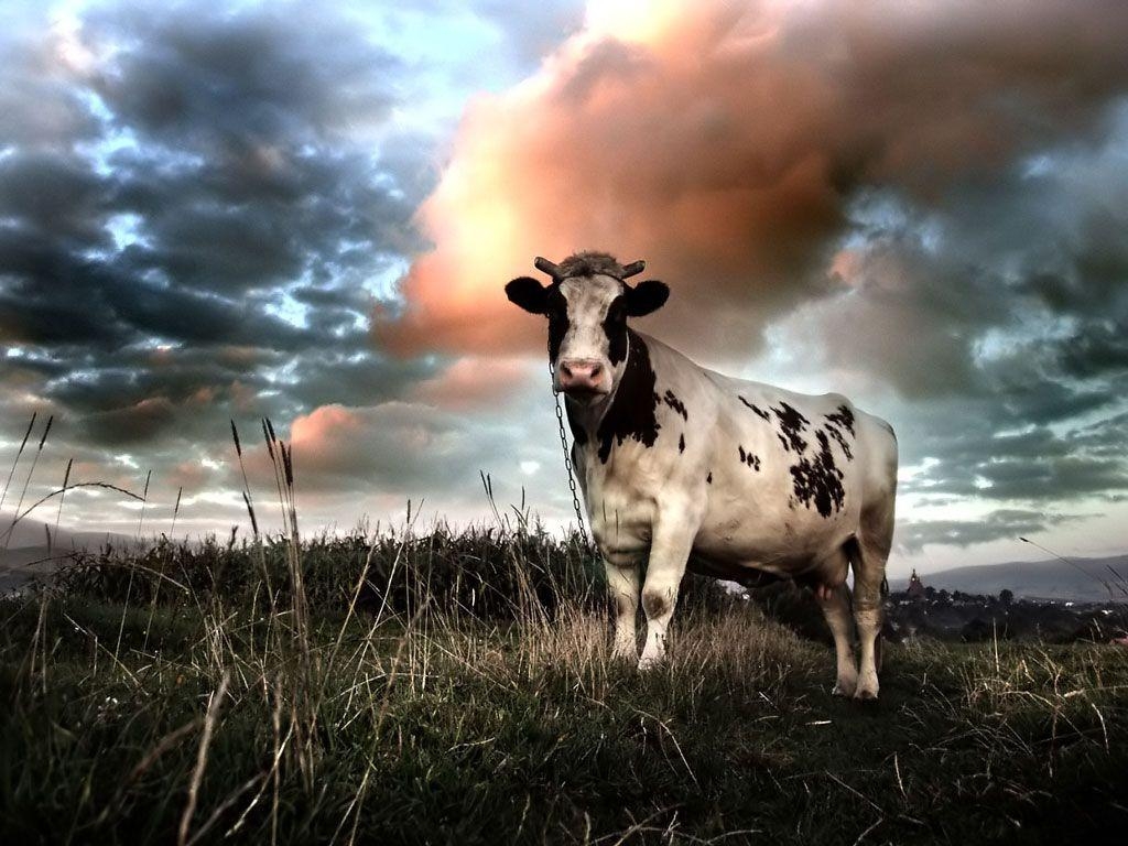 1030x770 Cow Wallpaper Wallpaper 1024×768 Cow Picture Wallpaper 44, Desktop