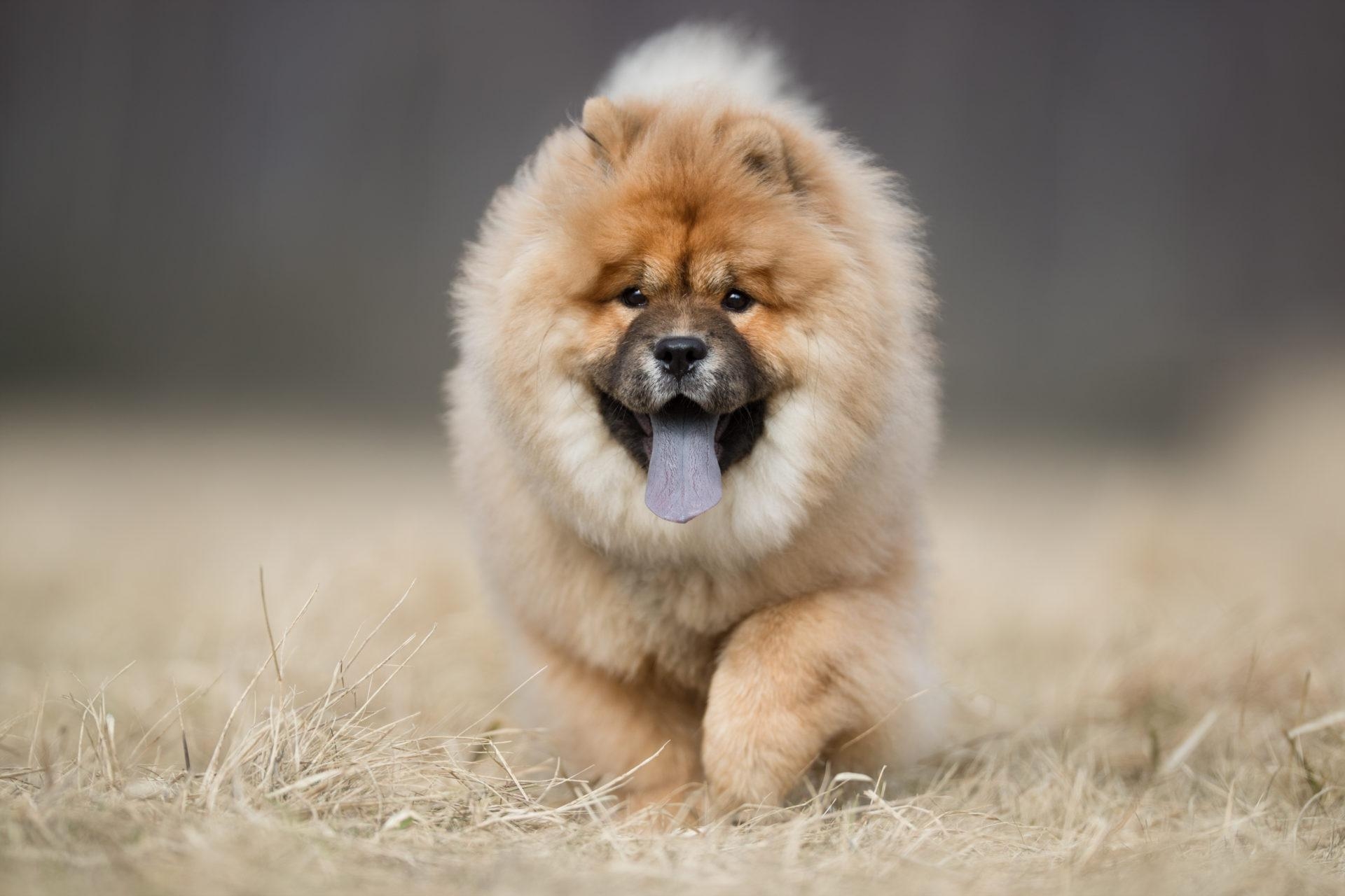 1920x1280 My Chow Chow HD Wallpaper New Tab Theme, Desktop