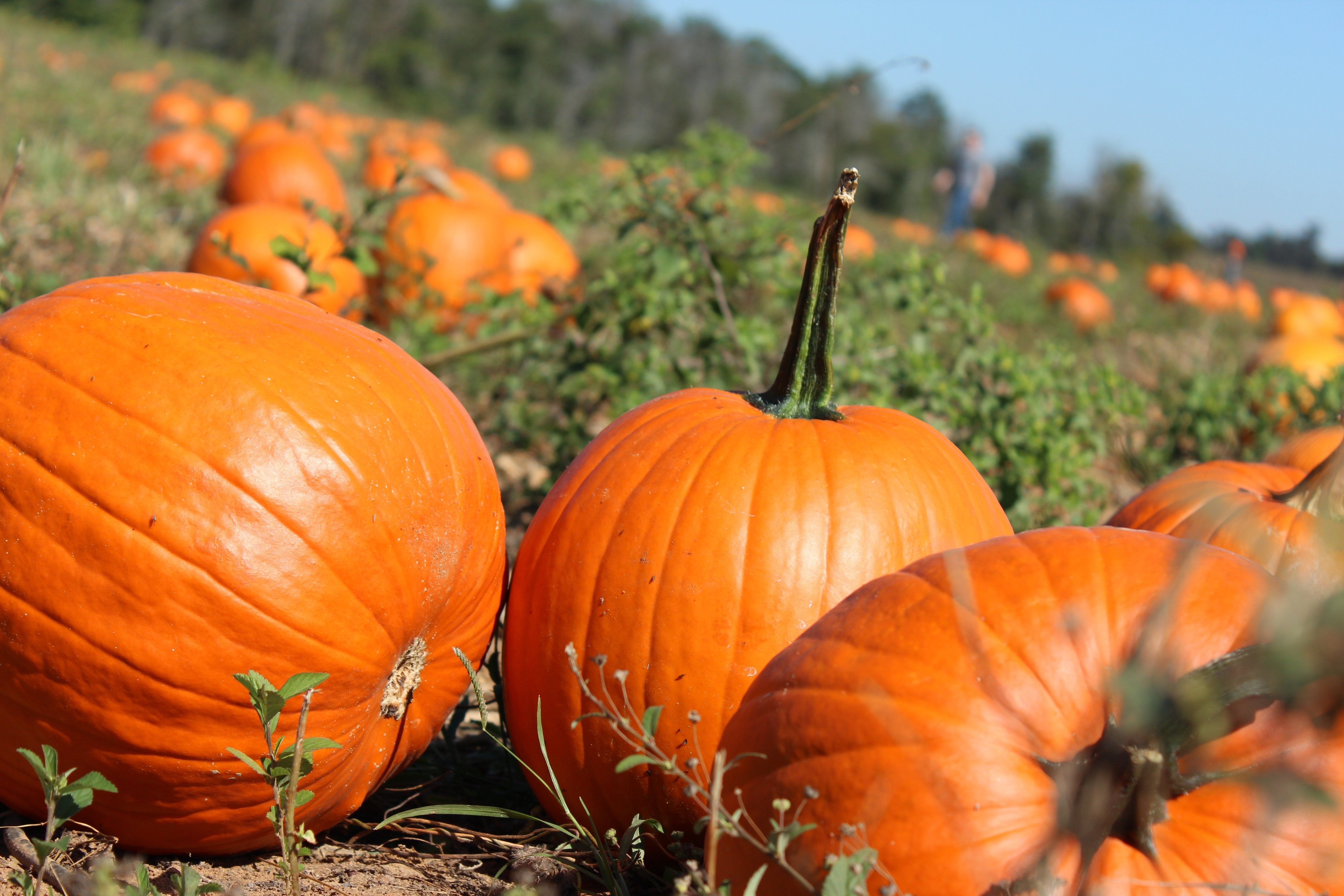 5190x3460 pumpkin patch wallpaper background image HD wallpaper, Desktop