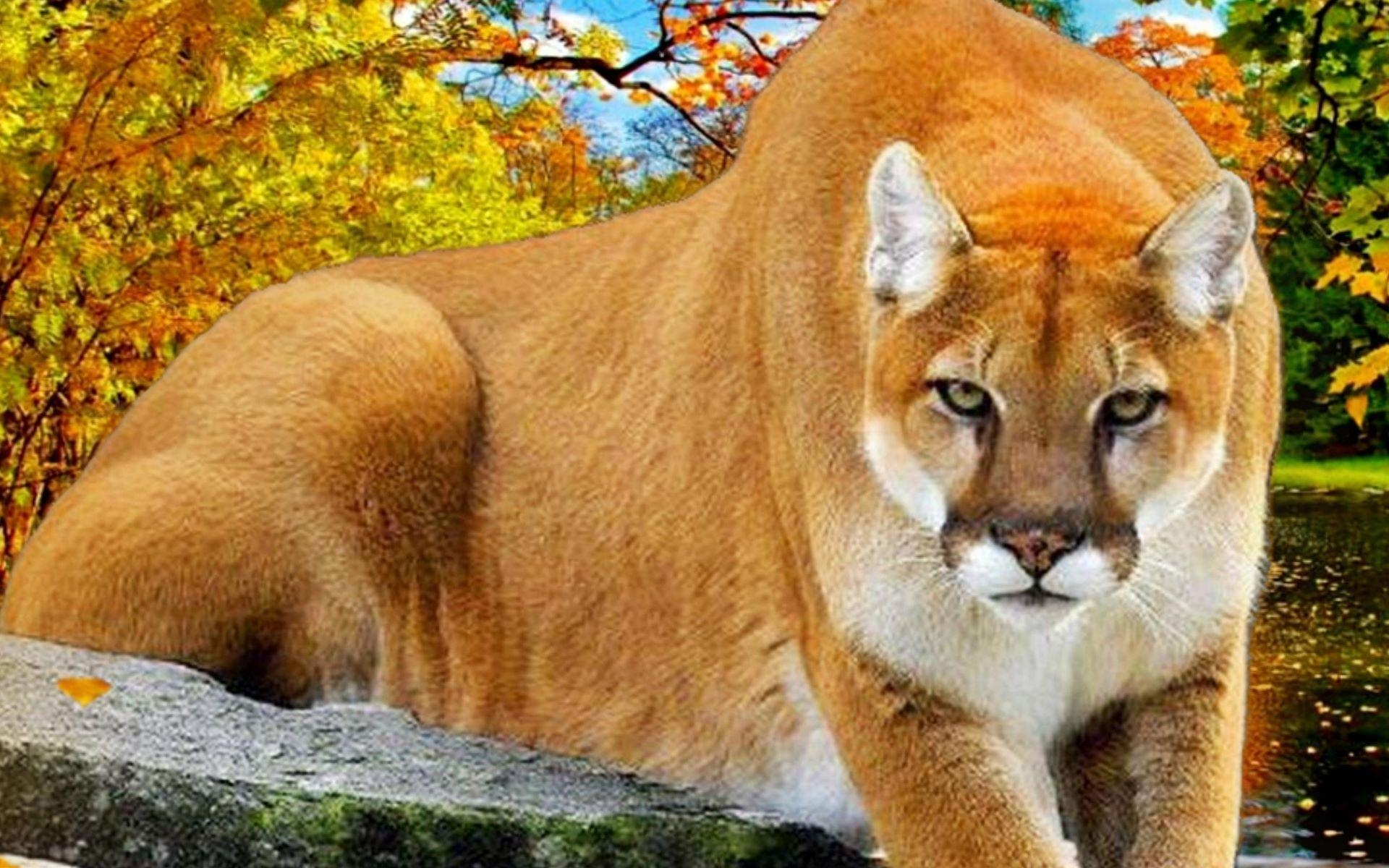 1920x1200 Puma Animal Wallpaper HD, Find best latest Puma Animal, Desktop