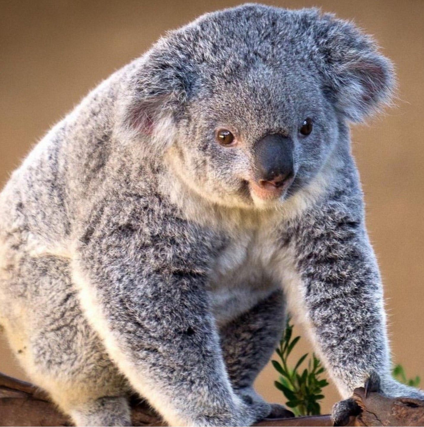 1430x1440 AussieFauna. Koala, Koalas, Koala bear, Phone