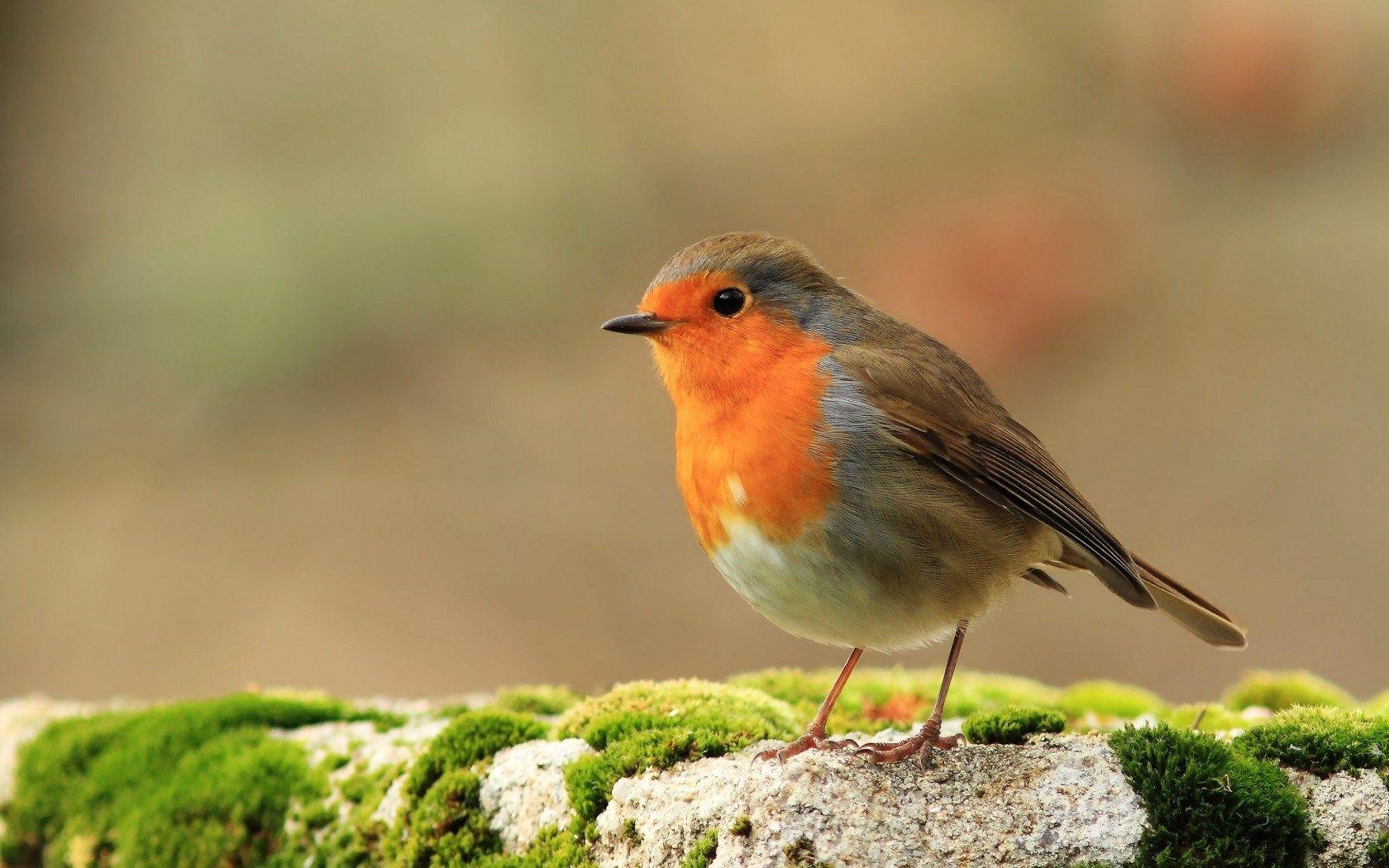 1680x1050 European robin garden inhabitant. Forest garden. Birds, Desktop