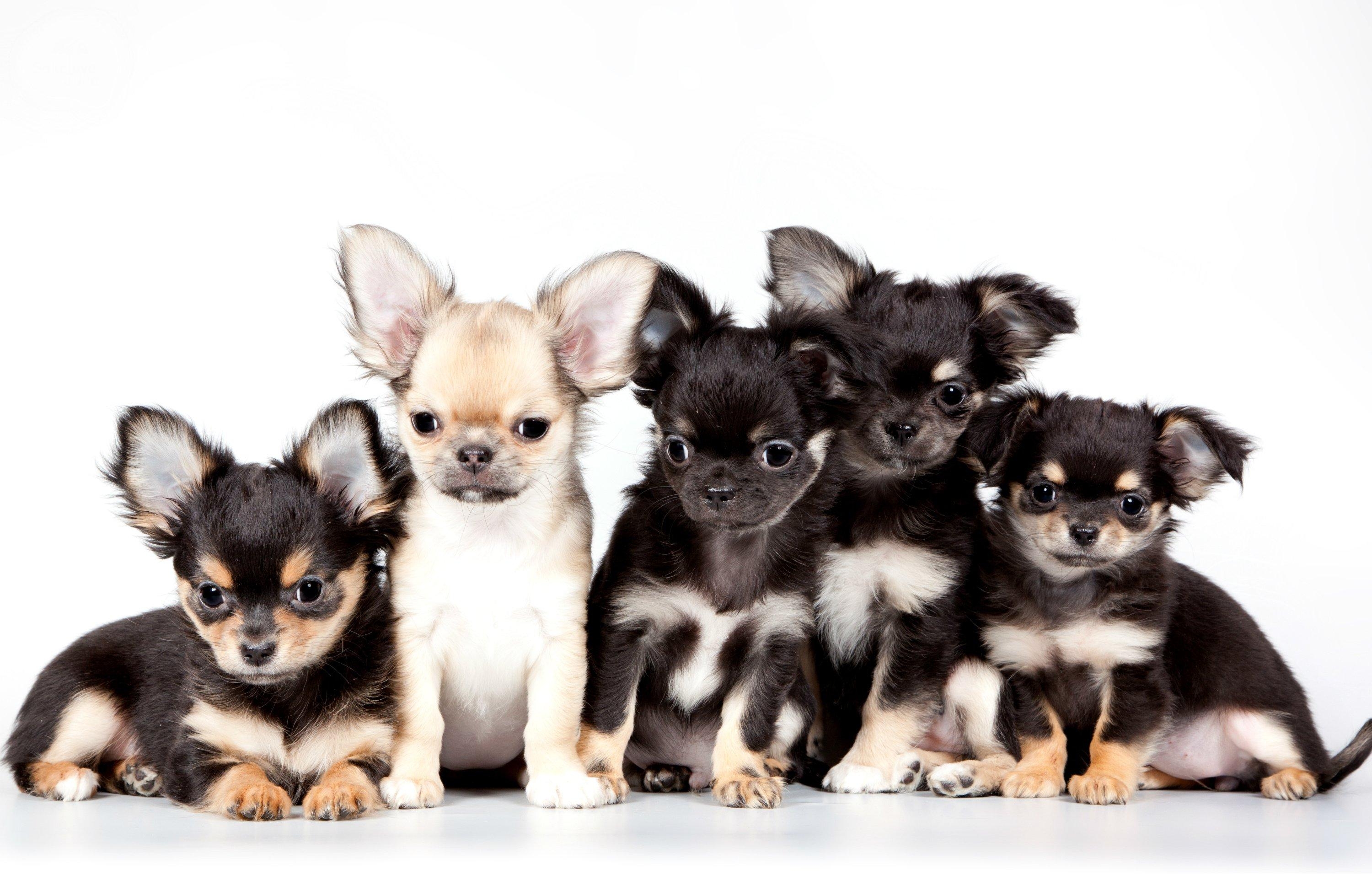 3000x1920 Meaningful Chihuahua Wallpaper, 1122926, Desktop