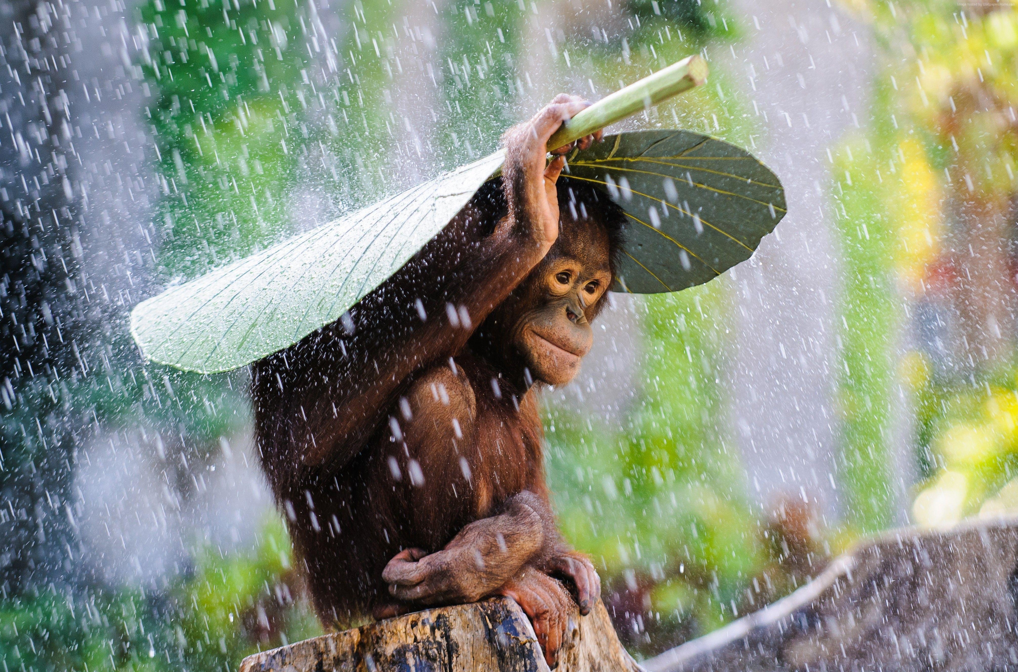 4030x2660 Wallpaper Chimpanzee, Congo River, tourism, banana, leaves, rain, Desktop