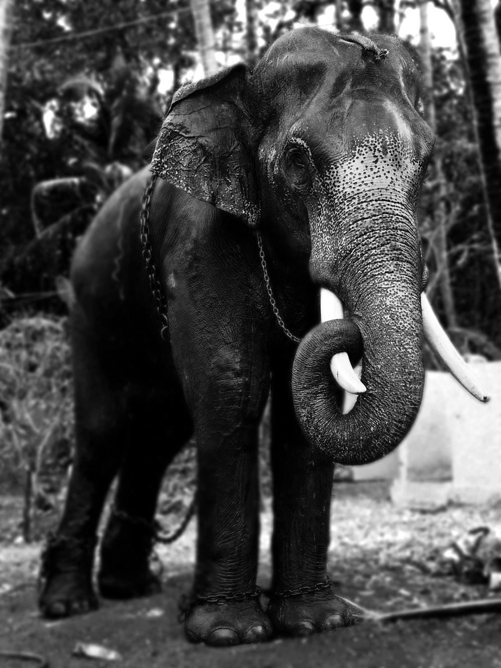 1000x1340 Indian Elephant Picture. Download Free Image, Phone