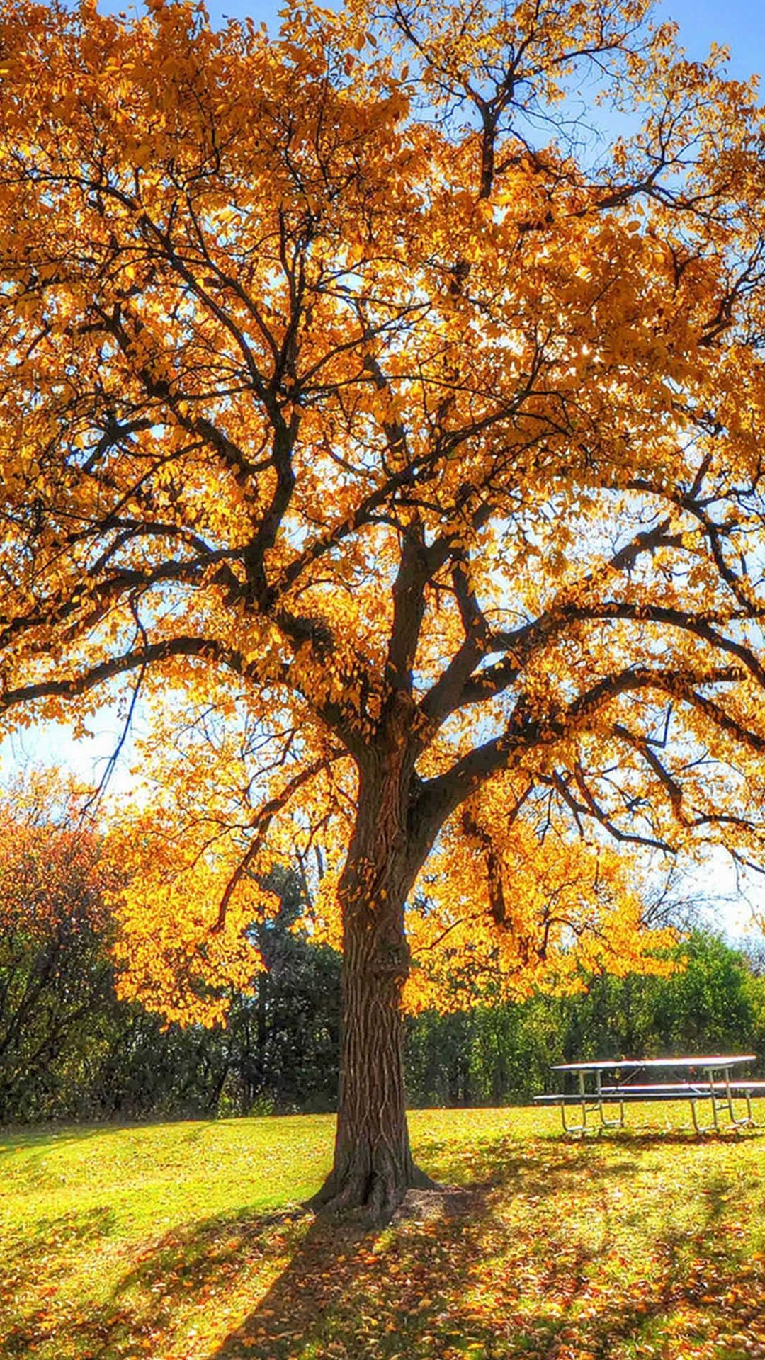 1080x1920 Autumn Wallpaper for Android, Phone
