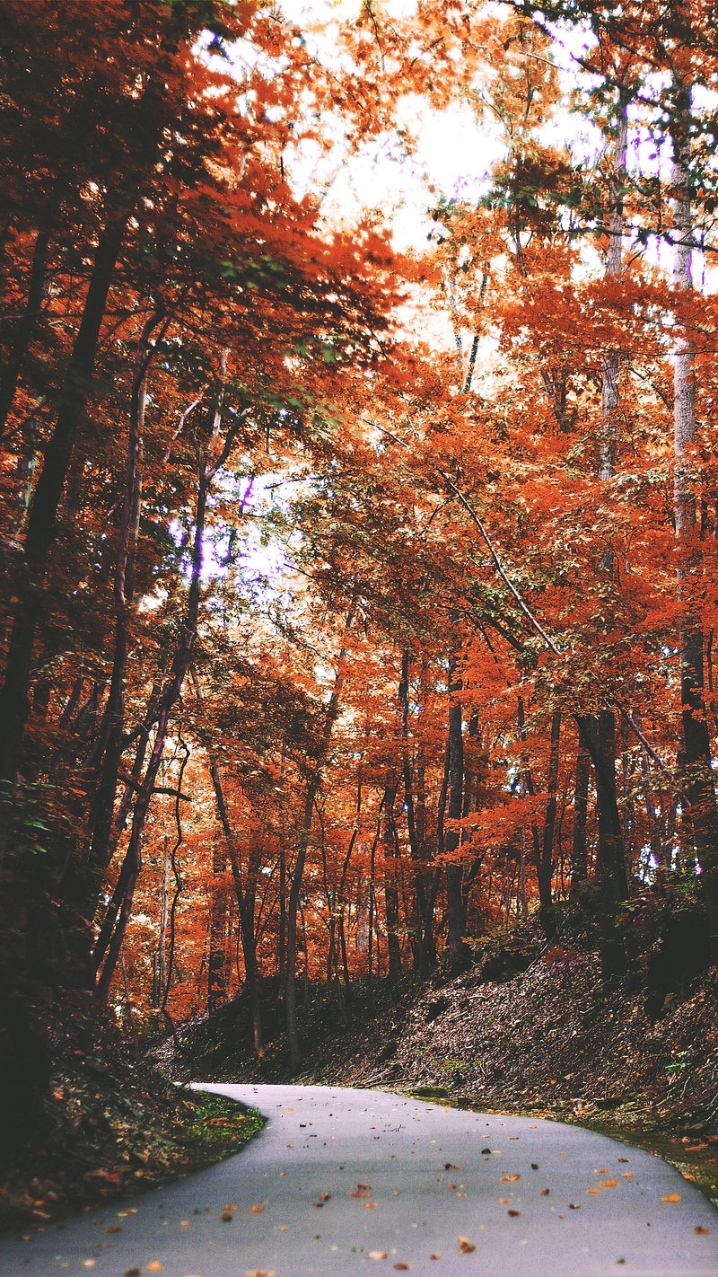 800x1430 Autumn iPhone Wallpaper. Download High Resolution Mobile Phone Background, Phone
