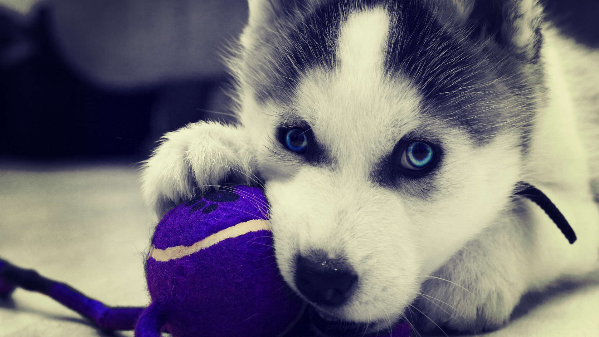 1920x1080 Siberian Husky Puppies Wallpaper Wallpaper Inn, Desktop