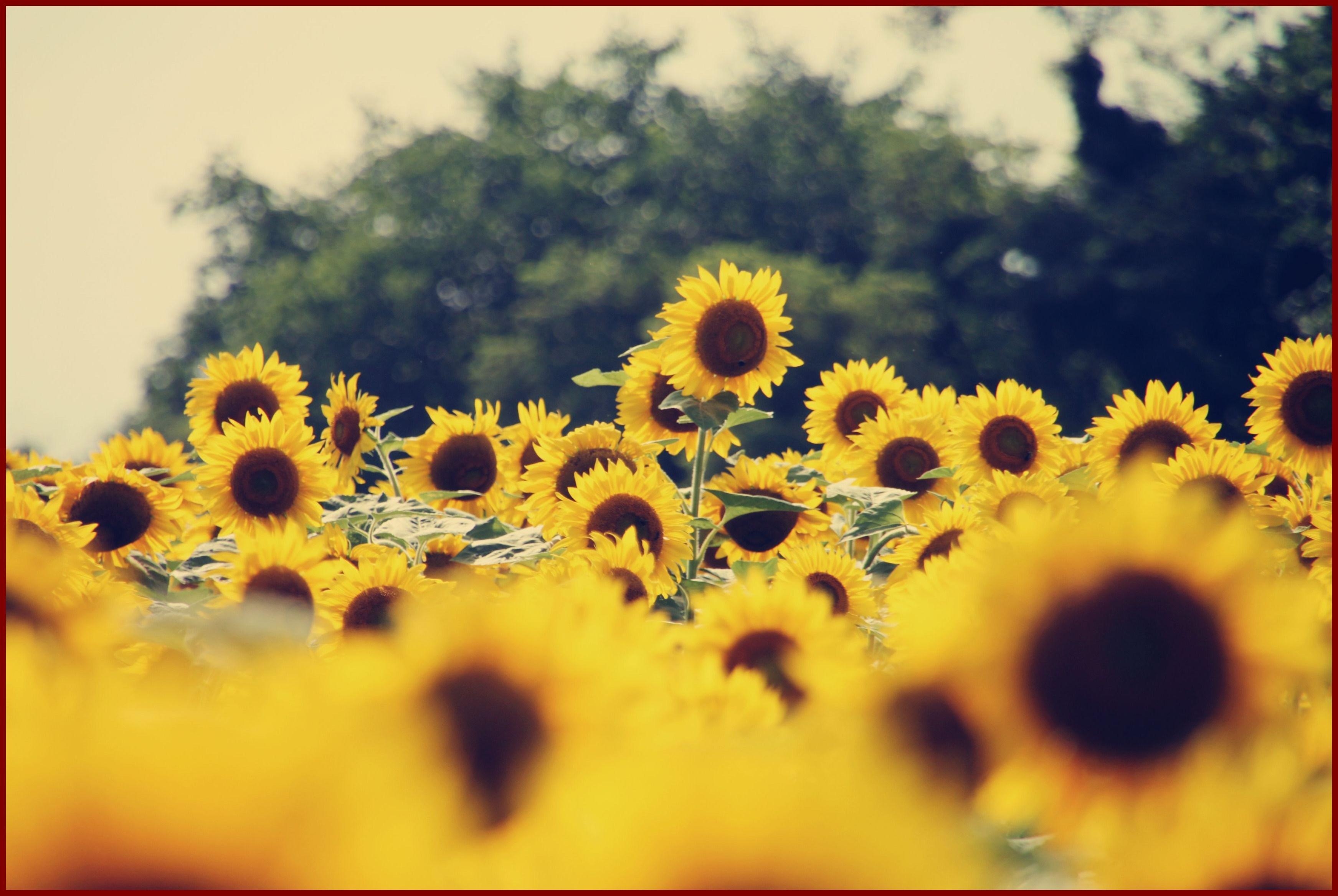 3490x2340 Aesthetic Wallpaper Laptop Sunflowers Sunflowers, Desktop