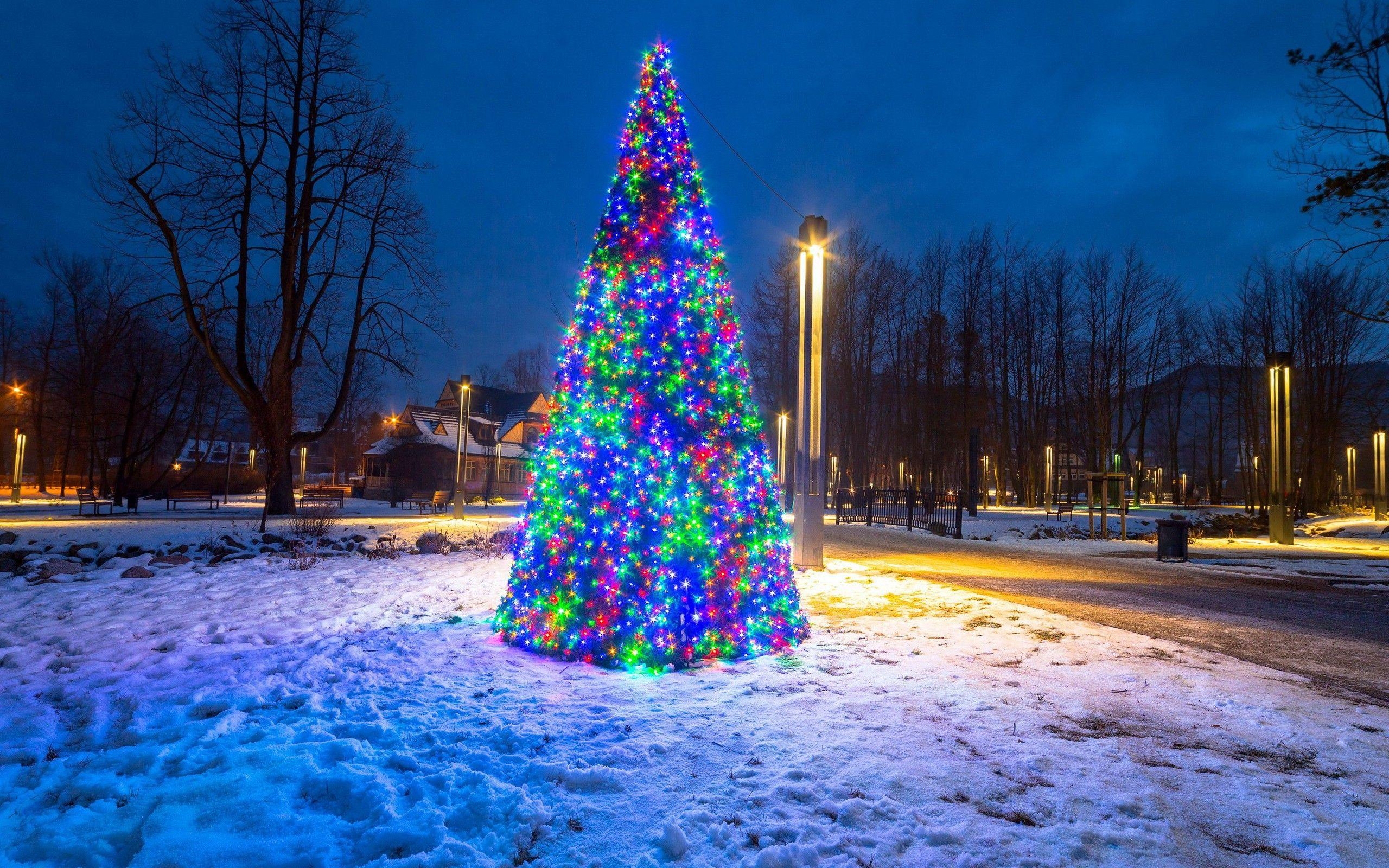 2560x1600 holiday, Fir, Christmas, Christmas Lights, Nature, Snow, Desktop