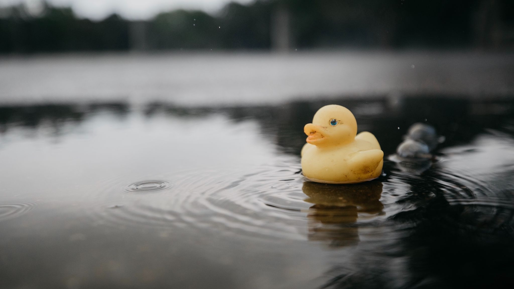 2050x1160 Wallpaper Rubber Duck, Duck, Toy, Puddle, Water Ducky In Puddle HD Wallpaper, Desktop