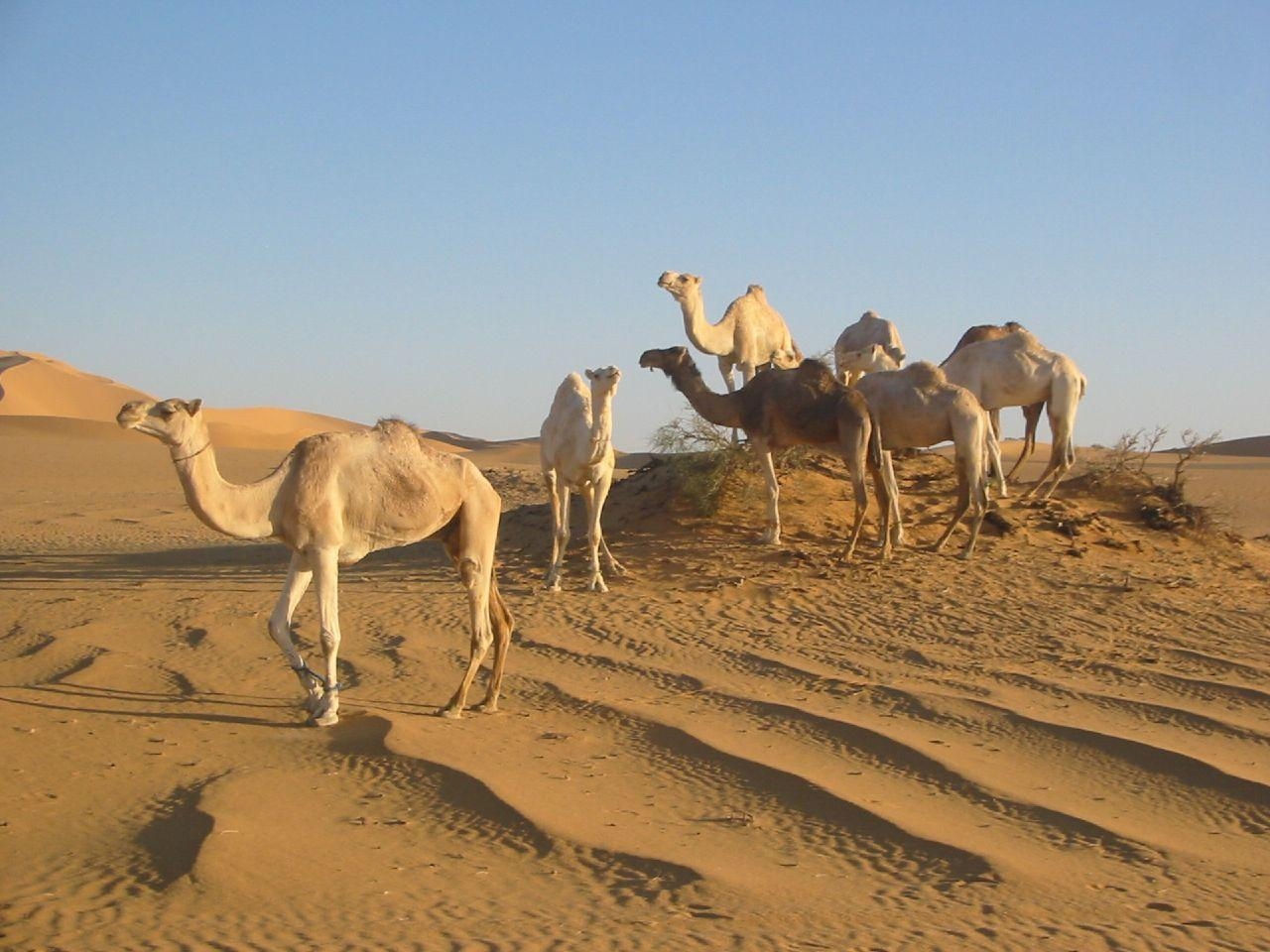 1280x960 Sahara Desert Animals and Plants. Libya of the hottest, Desktop