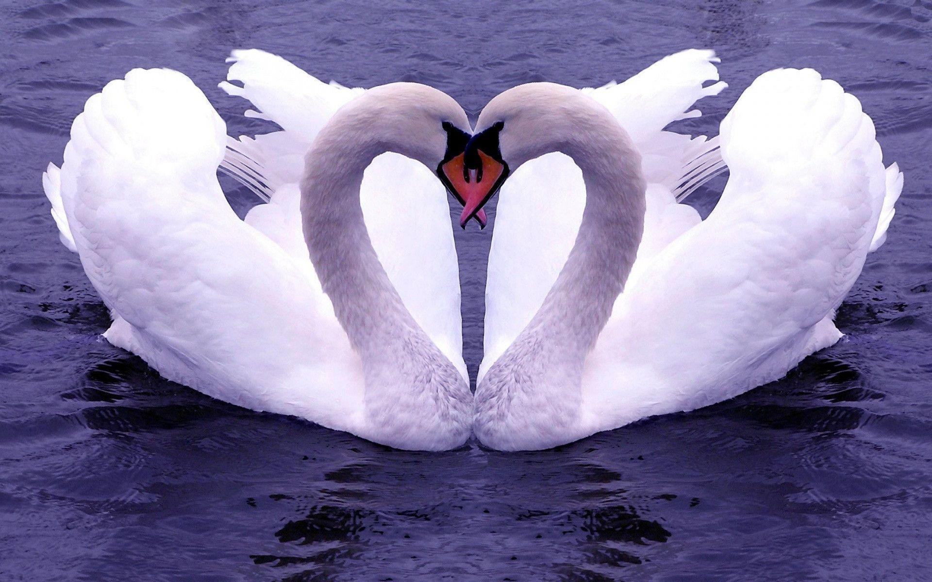 1920x1200 Swan Wallpaper 3623  px, Desktop