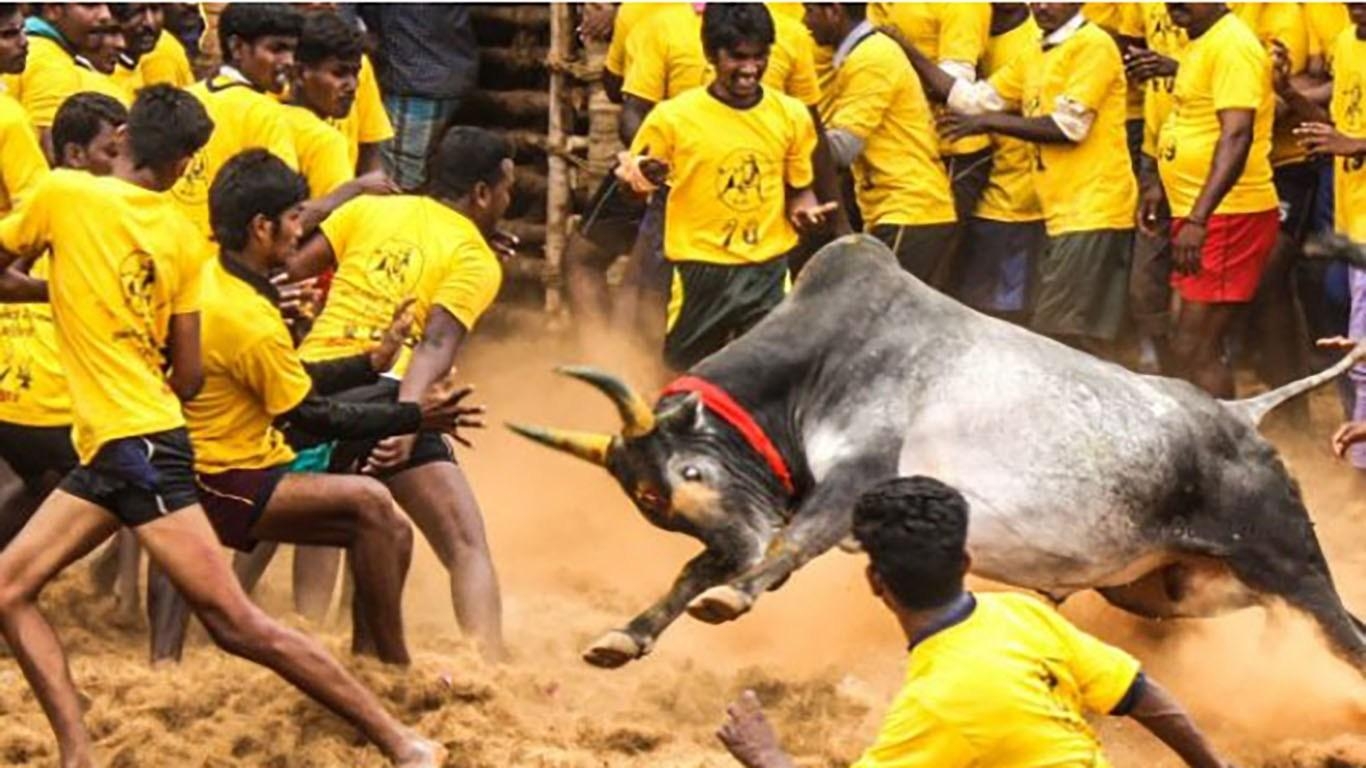 1370x770 Jallikattu HD Free Wallpaper & Background, Desktop