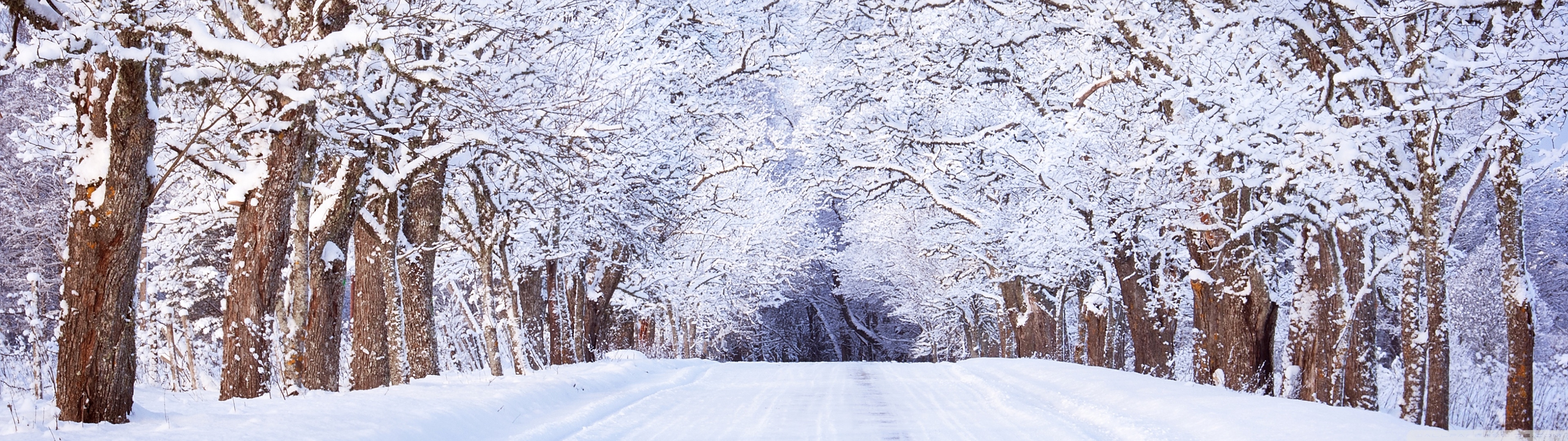 3840x1080 Road, Winter, Trees Ultra HD Desktop Background Wallpaper for: Widescreen & UltraWide Desktop & Laptop, Multi Display, Dual Monitor, Tablet, Dual Screen