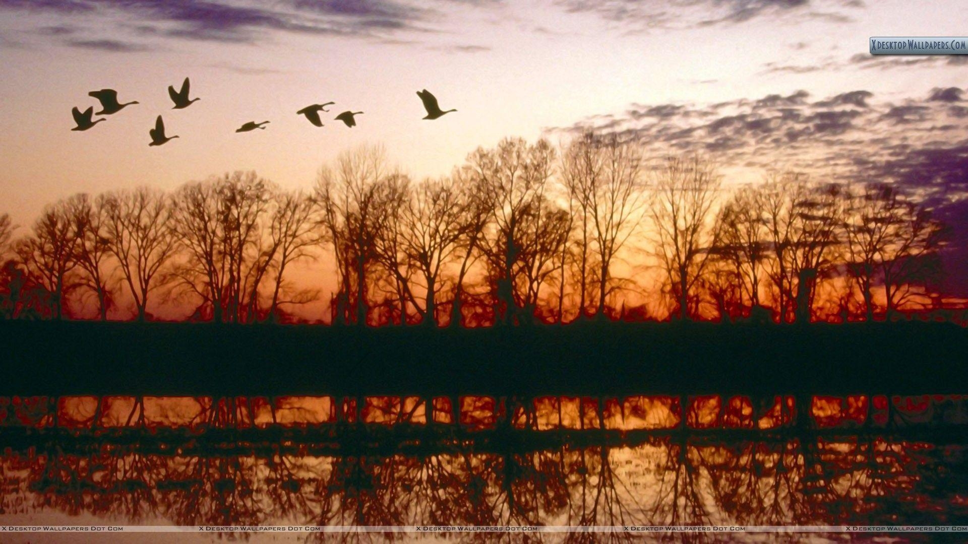 1920x1080 Canada Geese Migrating, Missouri Wallpaper, Desktop