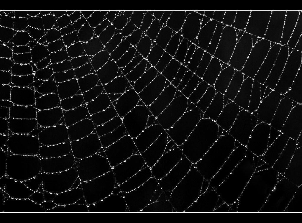 1030x760 Spider Web Picture and Wallpaper Items, Desktop