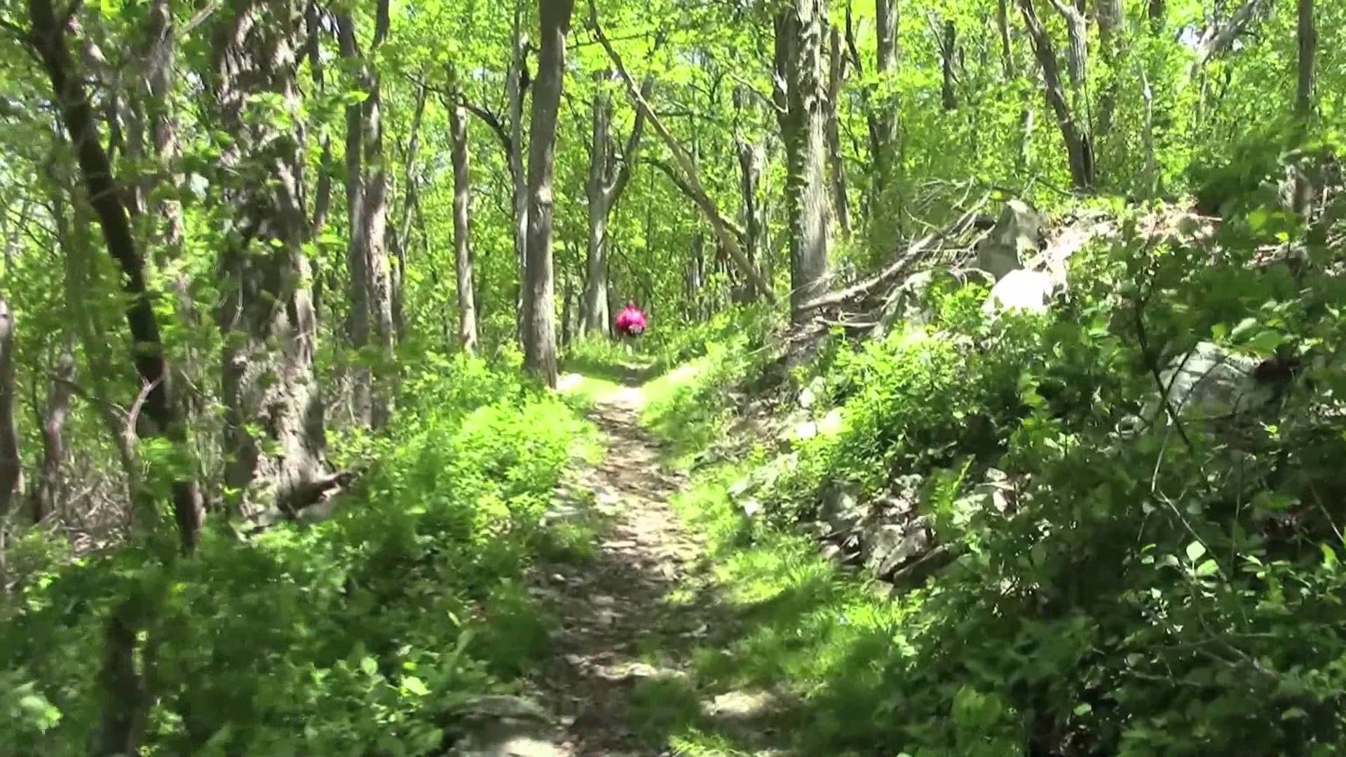 1920x1080 Hiking the Appalachian Trail within Shenandoah National Park, Desktop