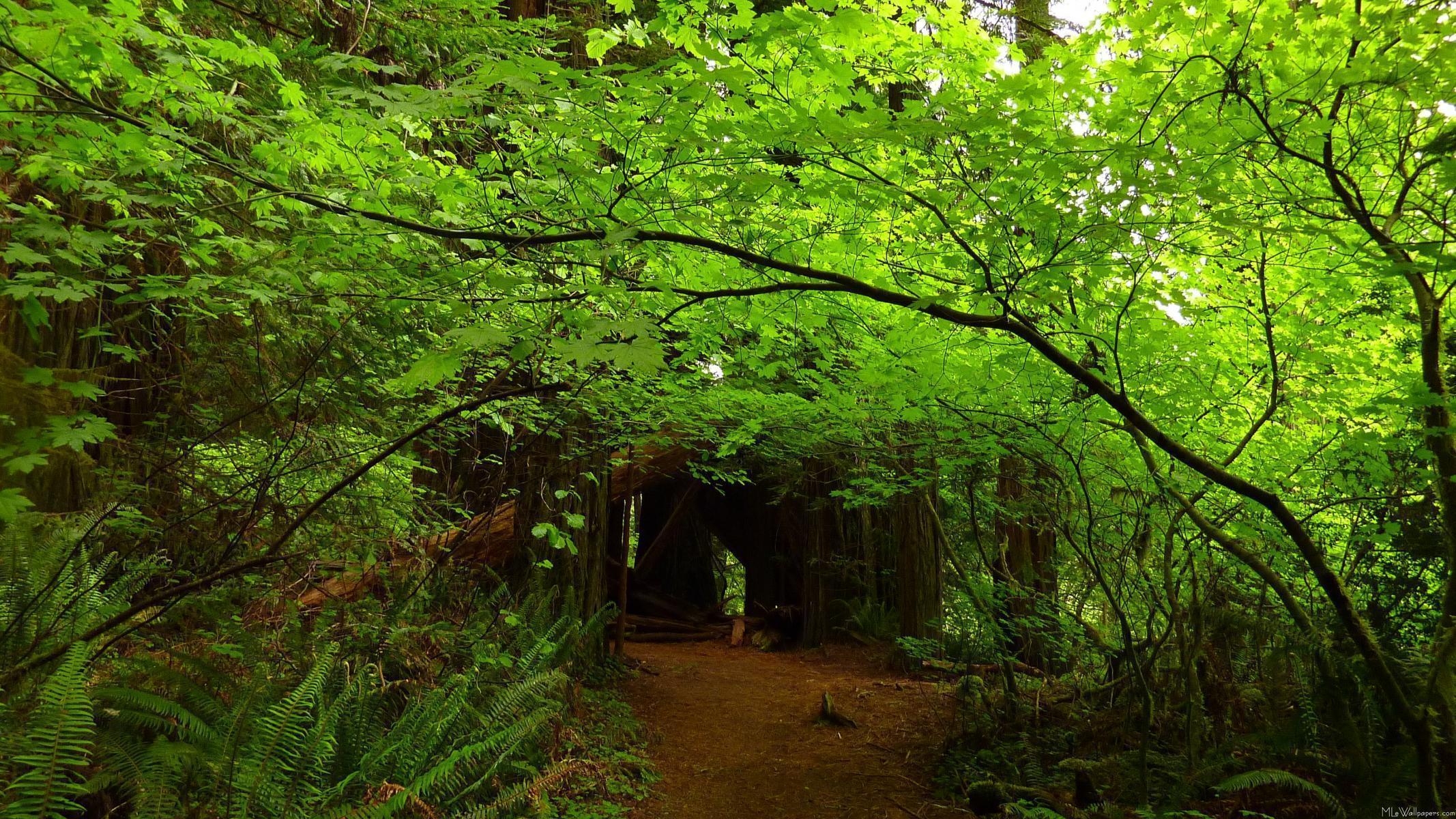 2140x1200 MLe Trees in Redwood Forest, Desktop