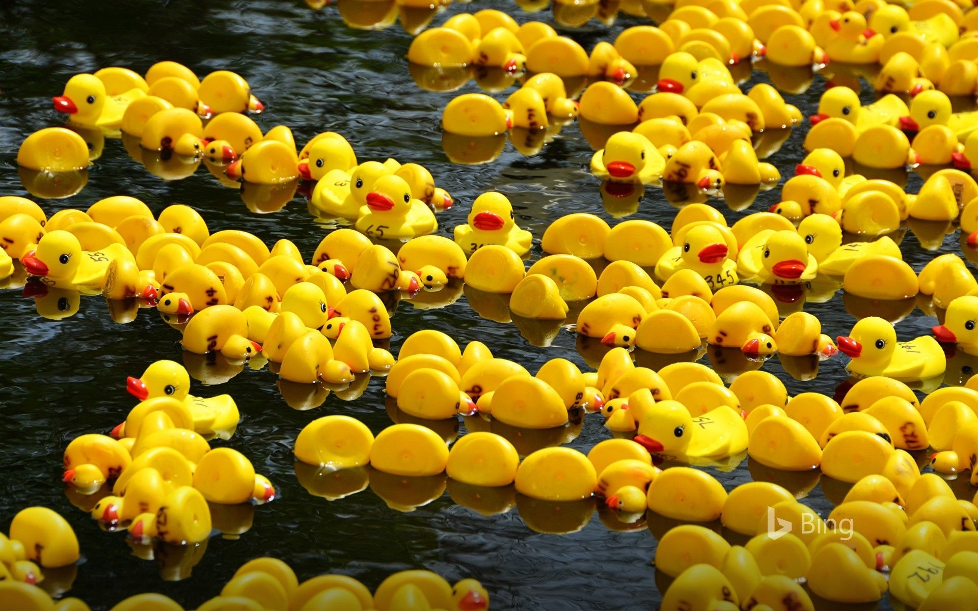 1920x1200 Rubber duck race for Boxing Day, Desktop