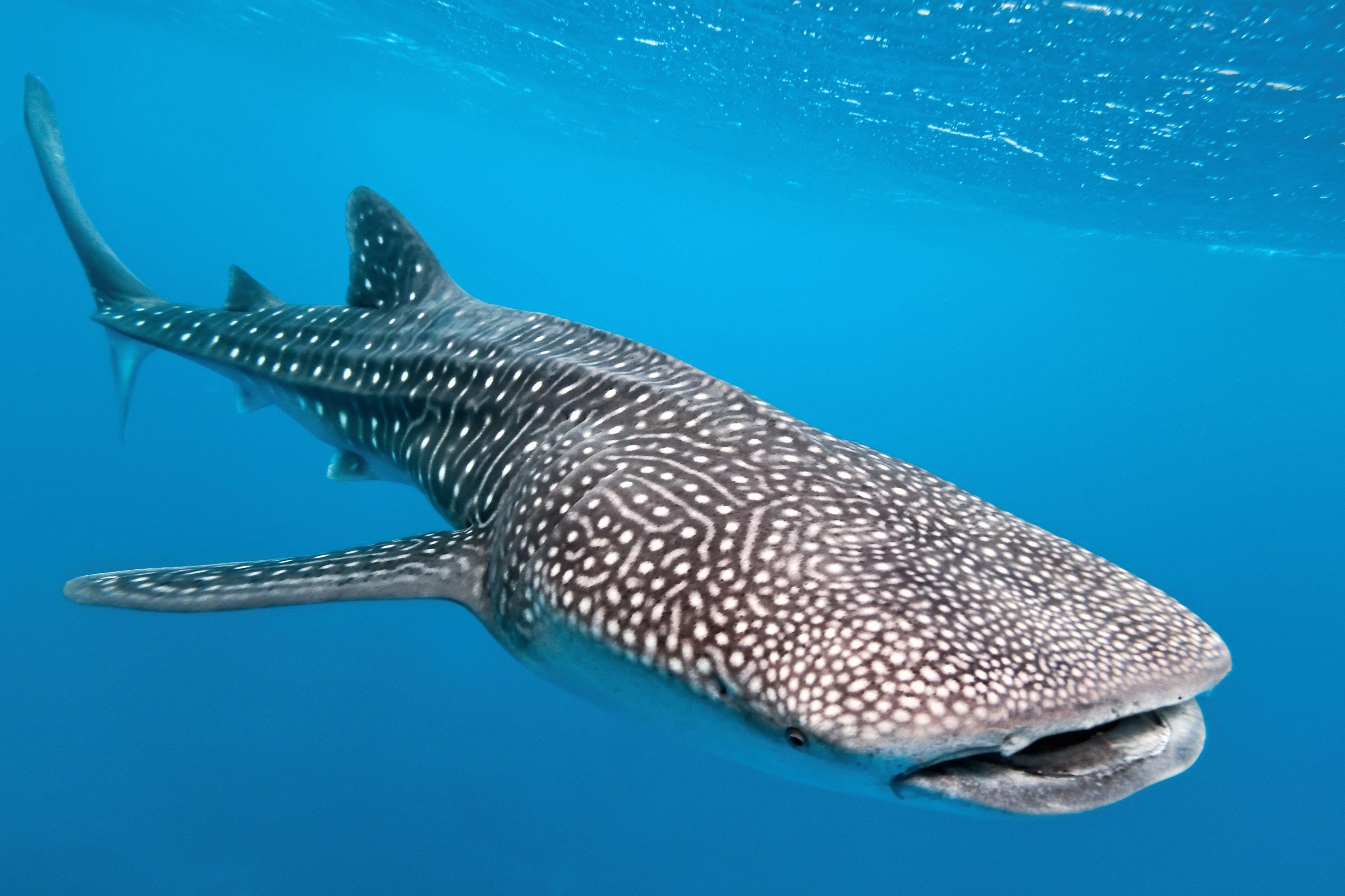 3890x2600 Baby Whale Sharks, Desktop