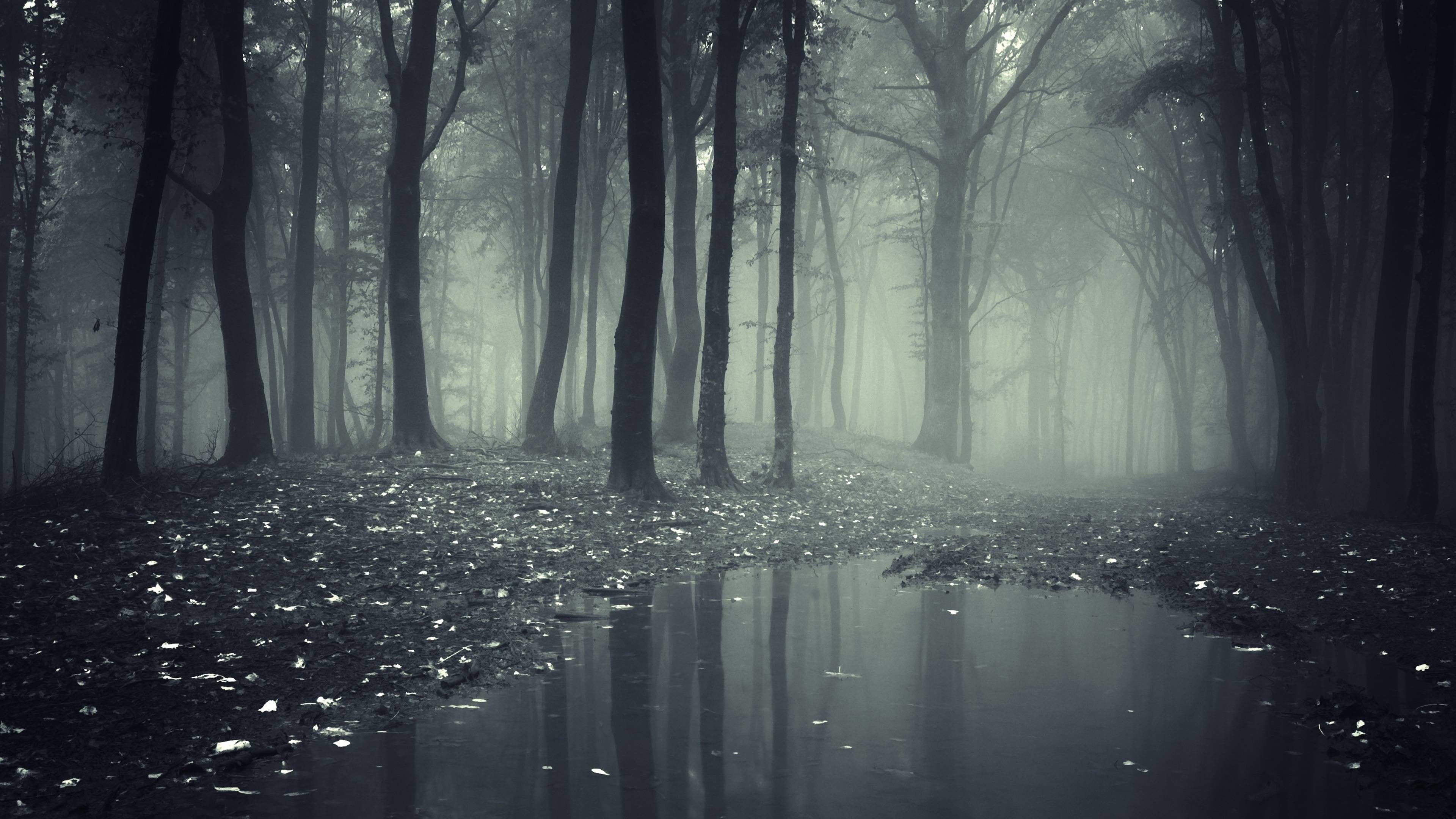 3840x2160 Scary Forest Wallpaper Free Scary Forest Background, Desktop