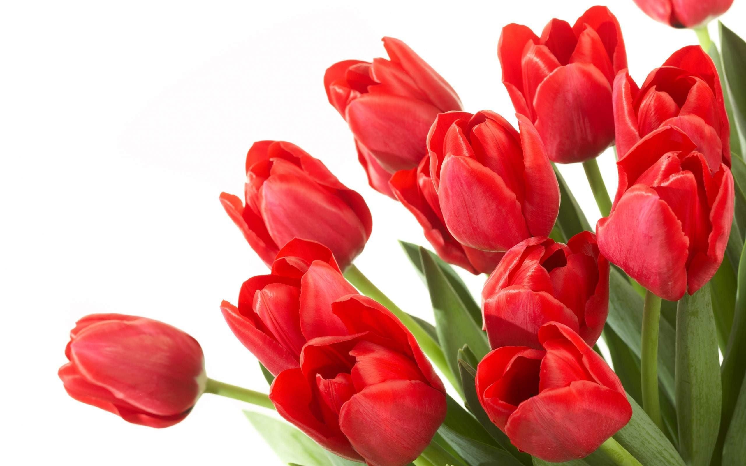 2560x1600 Flowers For > Red Flowers Wallpaper, Desktop