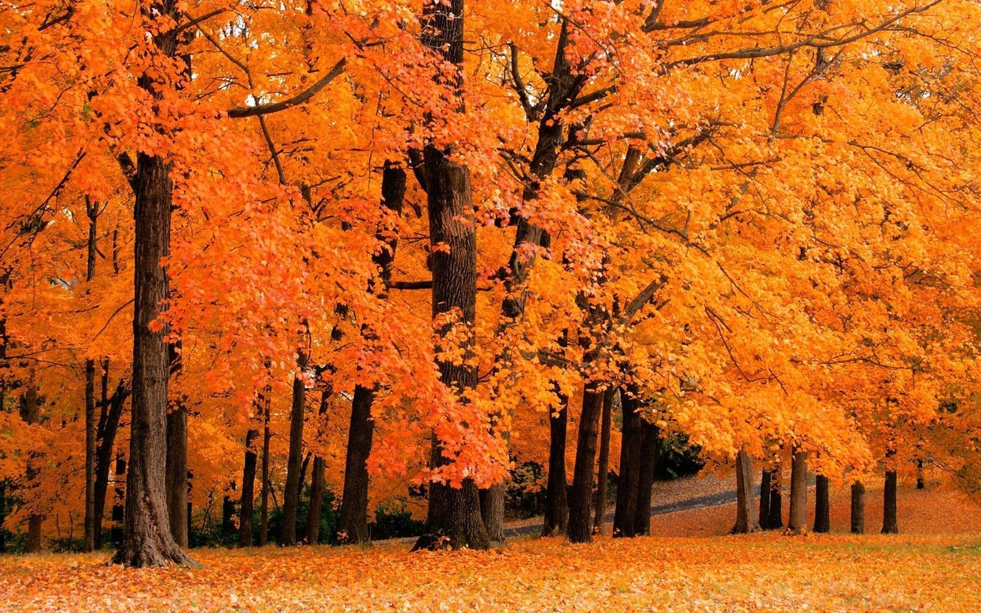 1920x1200 Cute Fall Desktop Background, Desktop