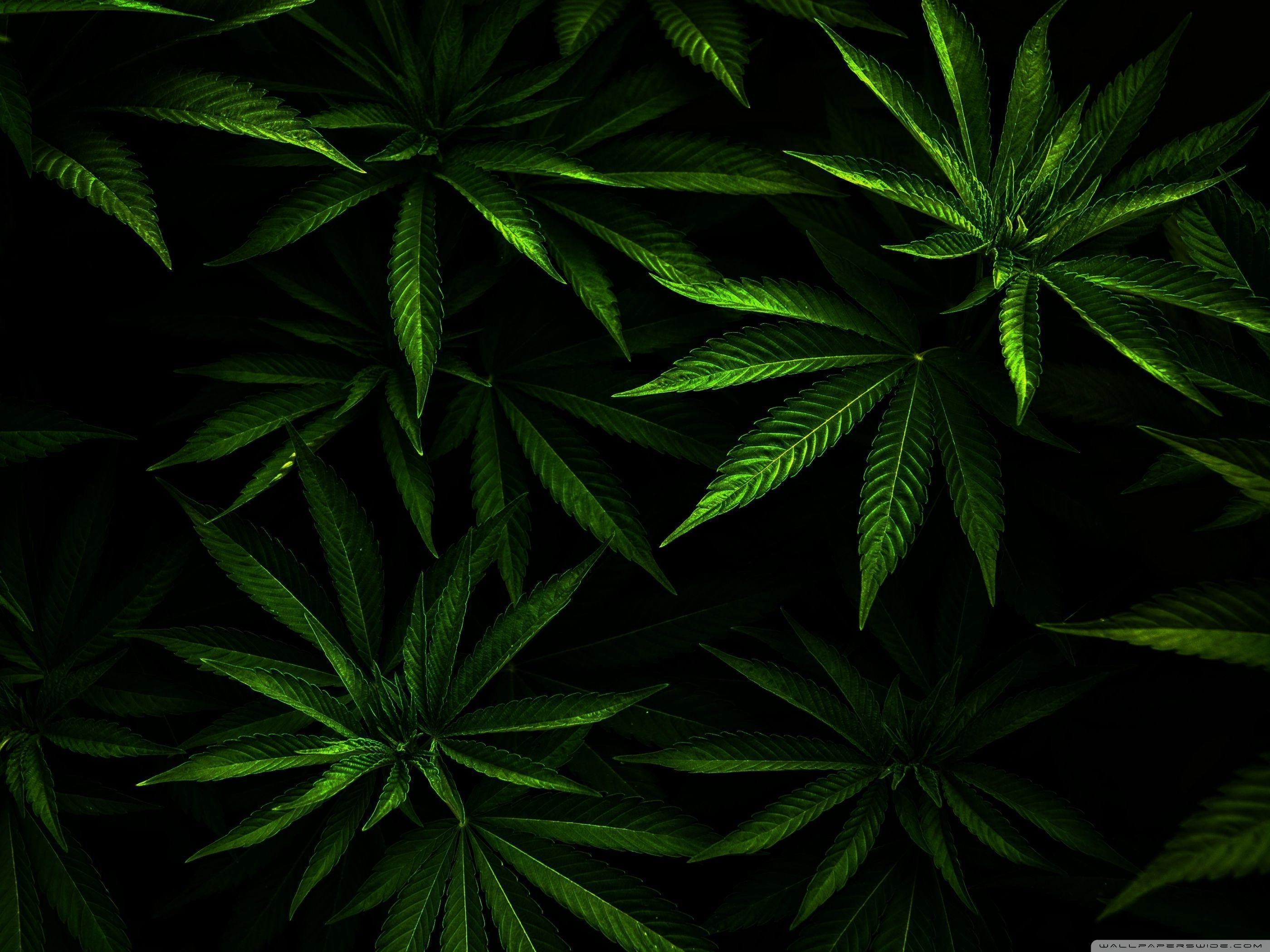 2800x2100 4K Marijuana Wallpaper Free 4K Marijuana Background, Desktop