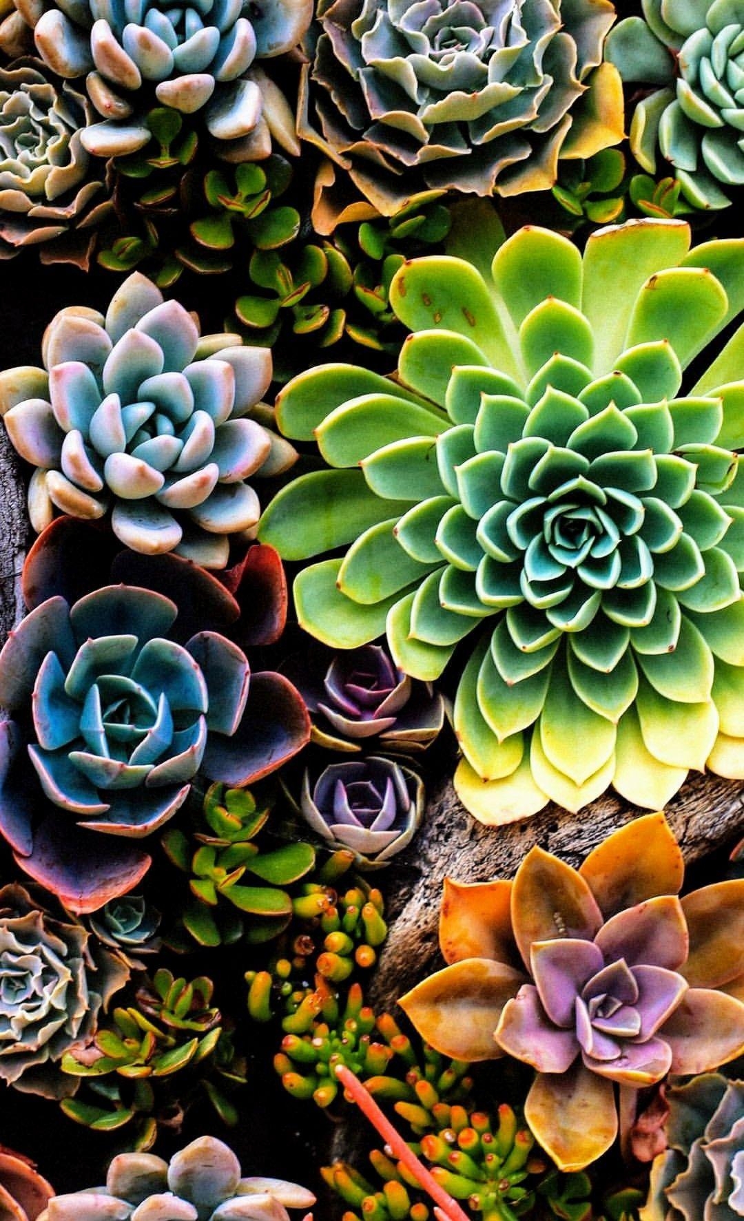 1080x1780 Succulent iPhone Wallpaper Free.wallpaperaccess.com, Phone