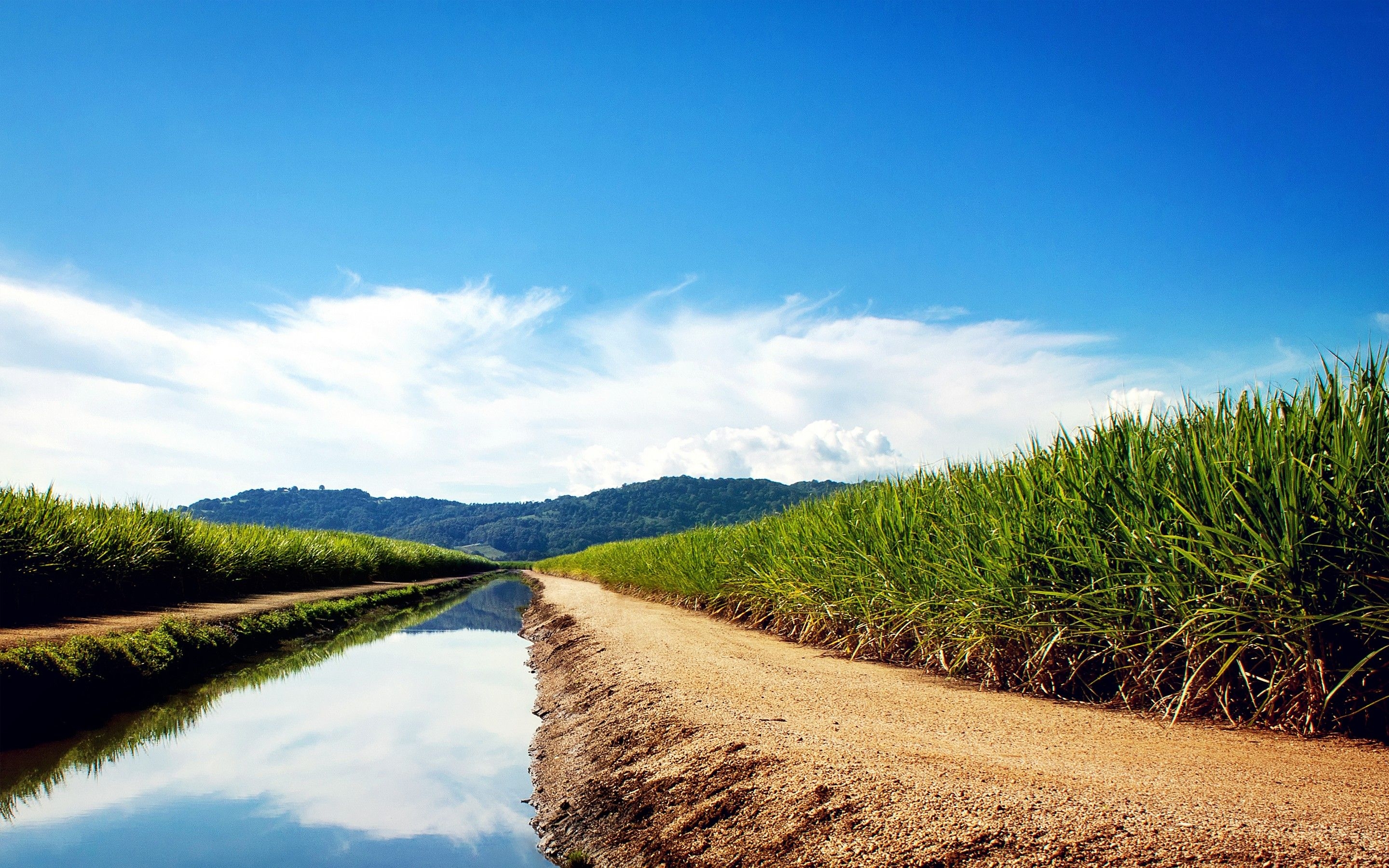 2880x1800 Sugarcane Fields, HD Nature, 4k Wallpaper, Image, Background, Desktop