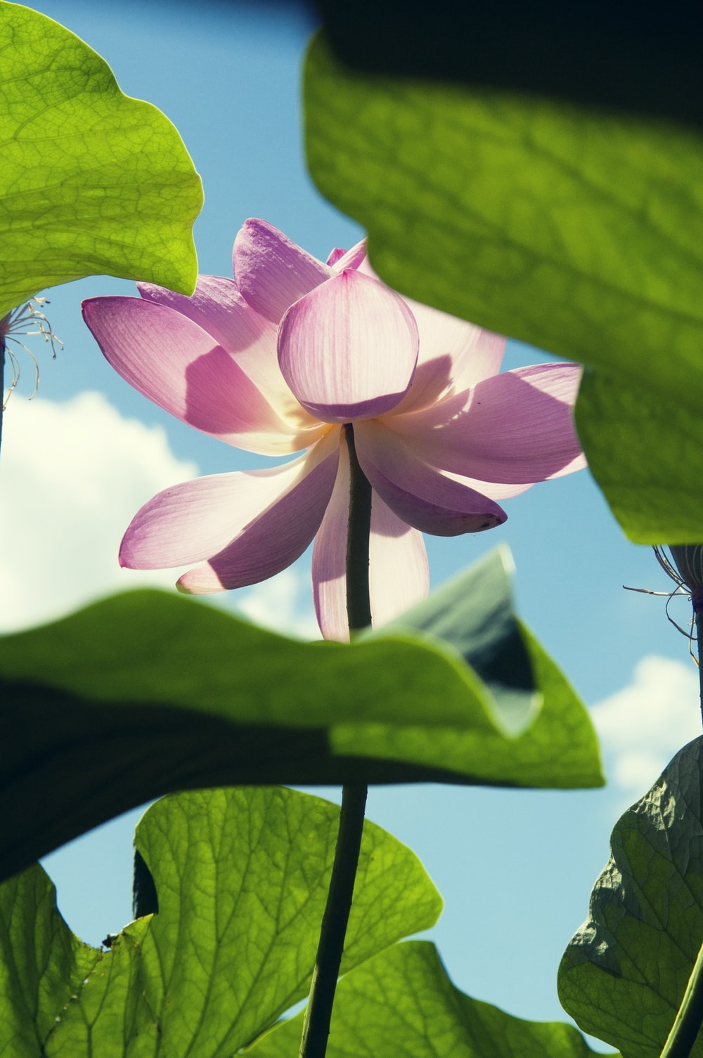 1000x1510 Lotus Flower Picture. Download Free Image, Phone