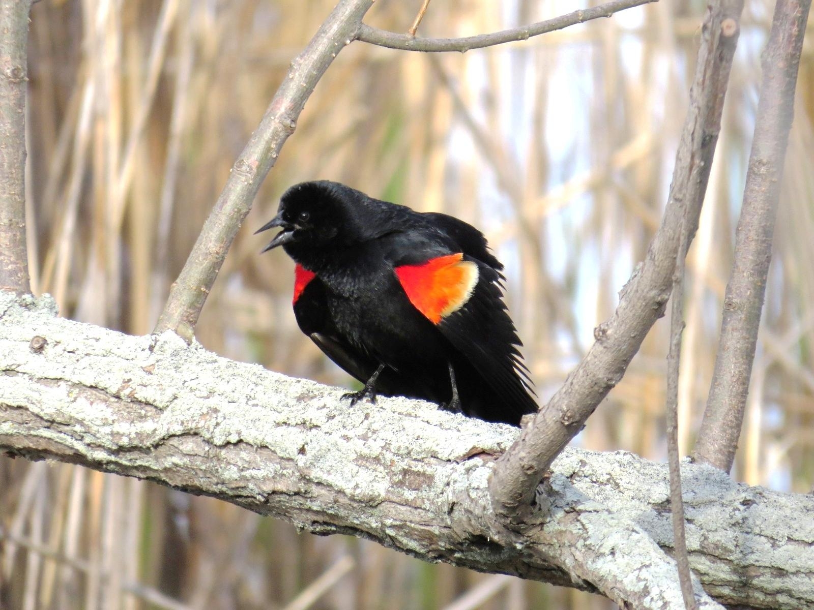 1600x1200 Red Winged Blackbirds Showing Off, Desktop