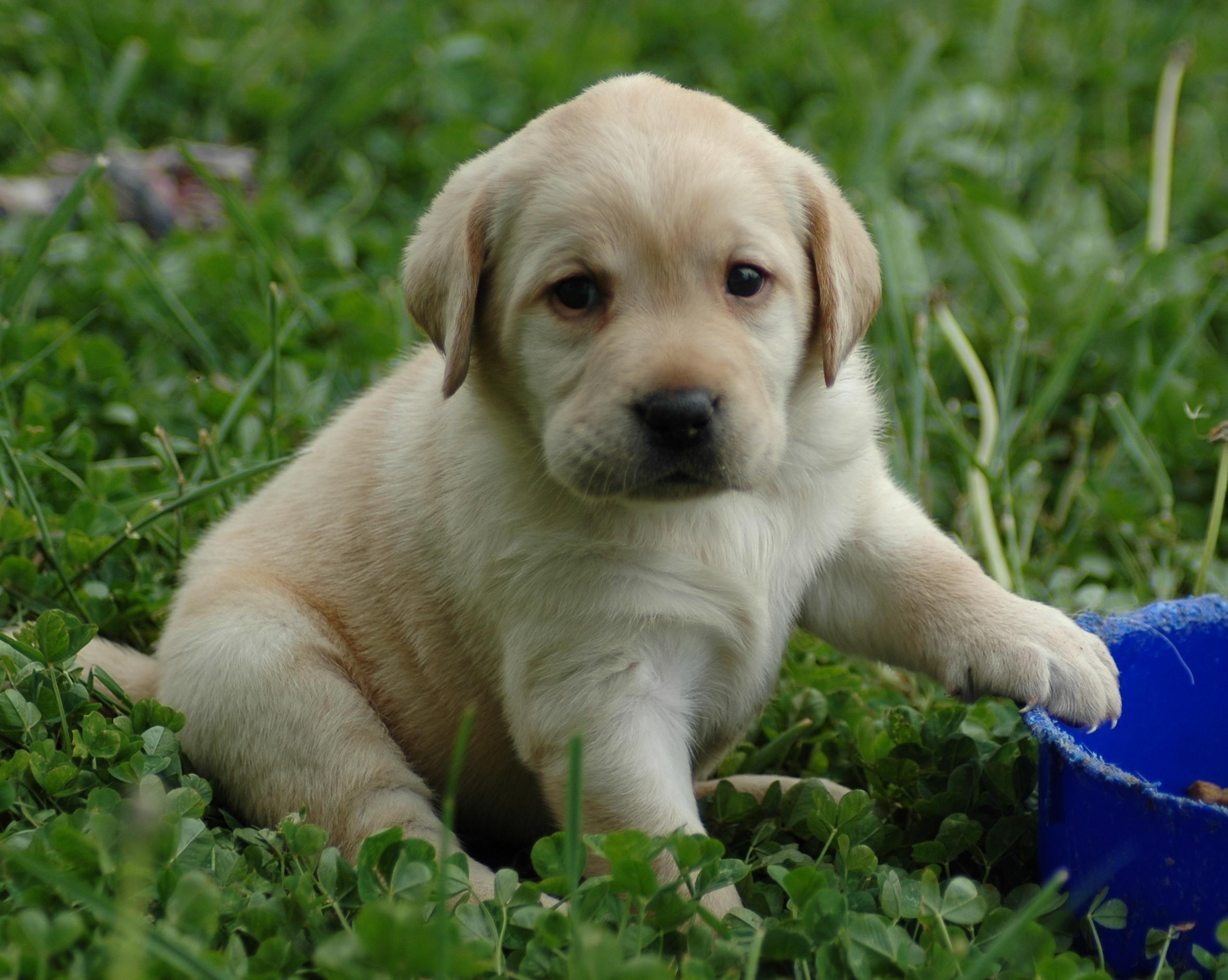 2360x1890 Puppy Lab HD Wallpaper. Free Image clip, Desktop